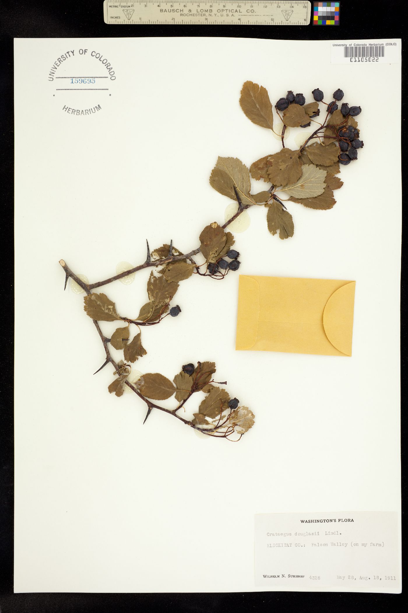 Crataegus douglasii image