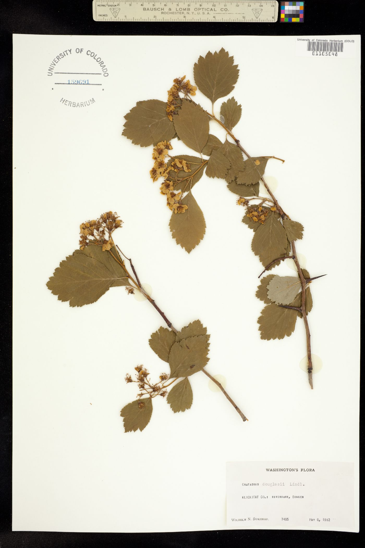 Crataegus douglasii image