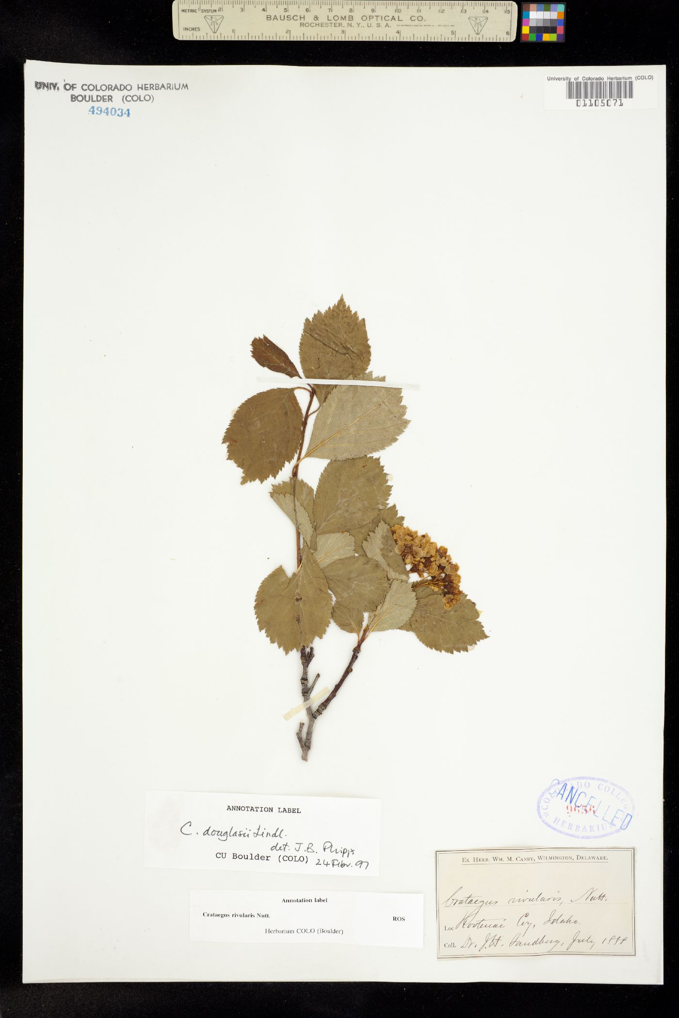 Crataegus douglasii image
