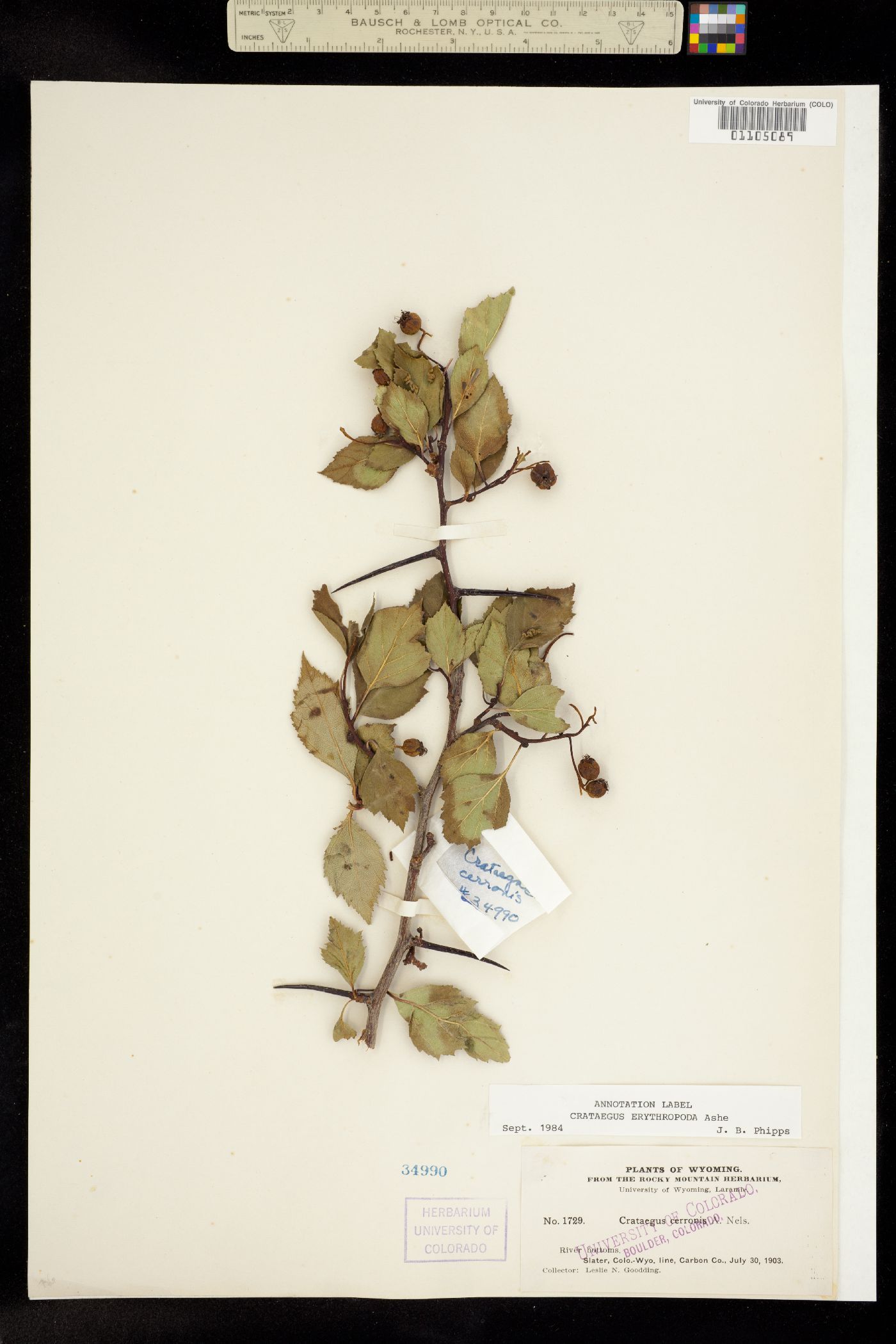 Crataegus erythropoda image