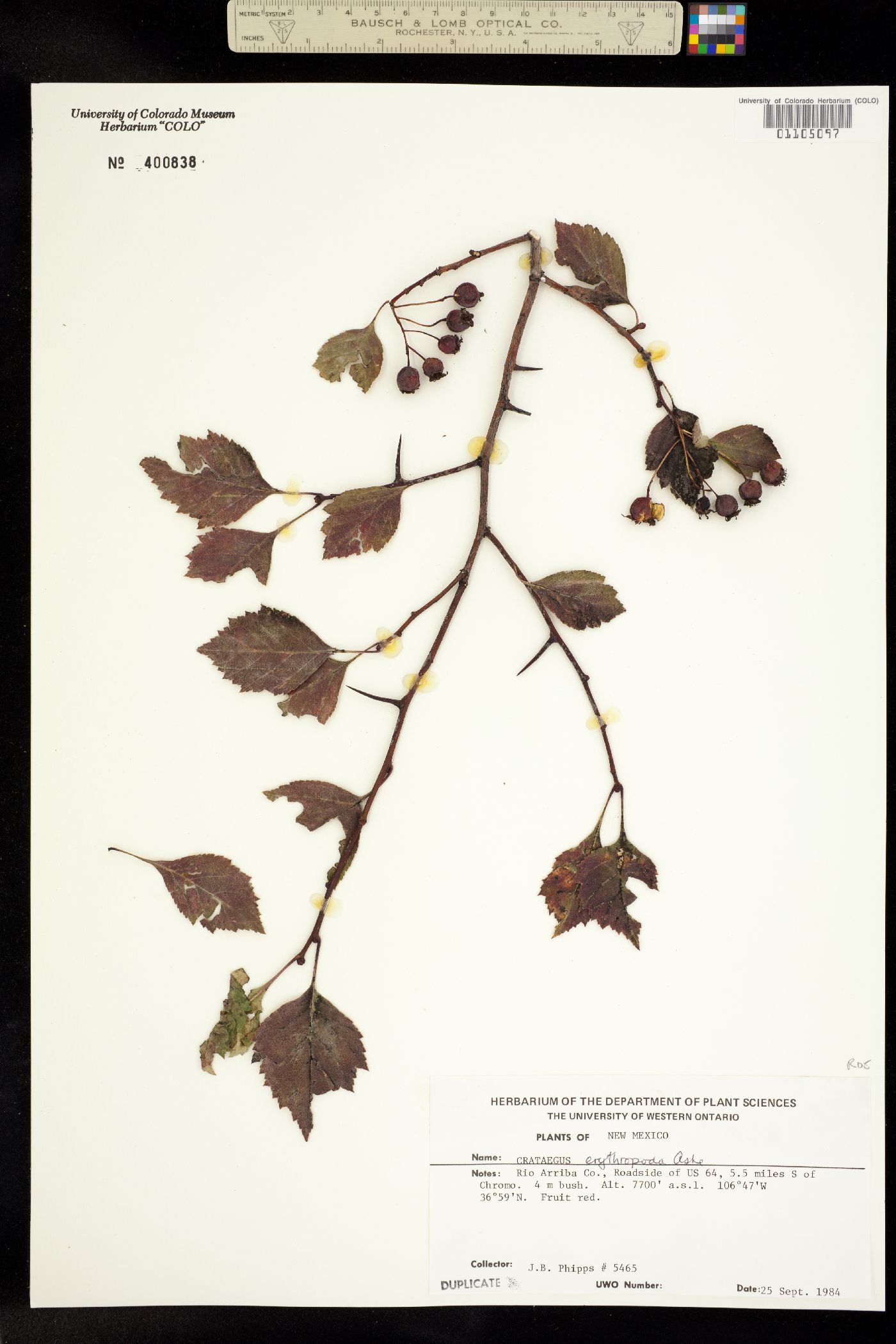Crataegus erythropoda image