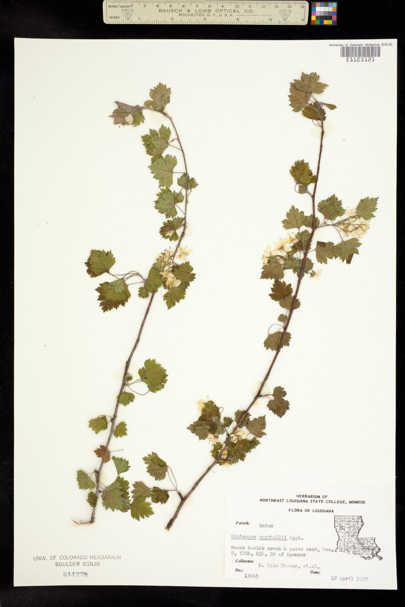 Crataegus marshallii image