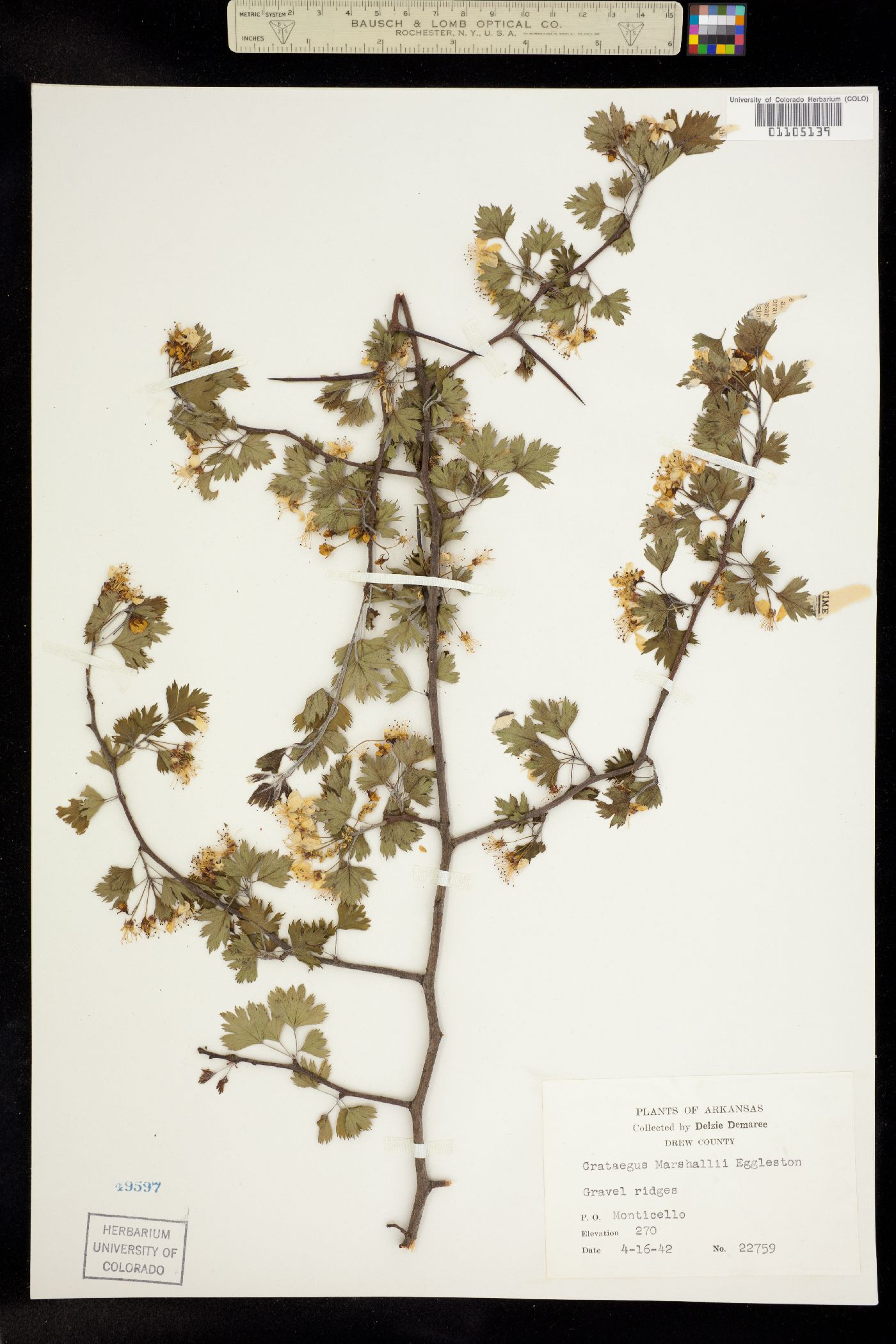 Crataegus marshallii image