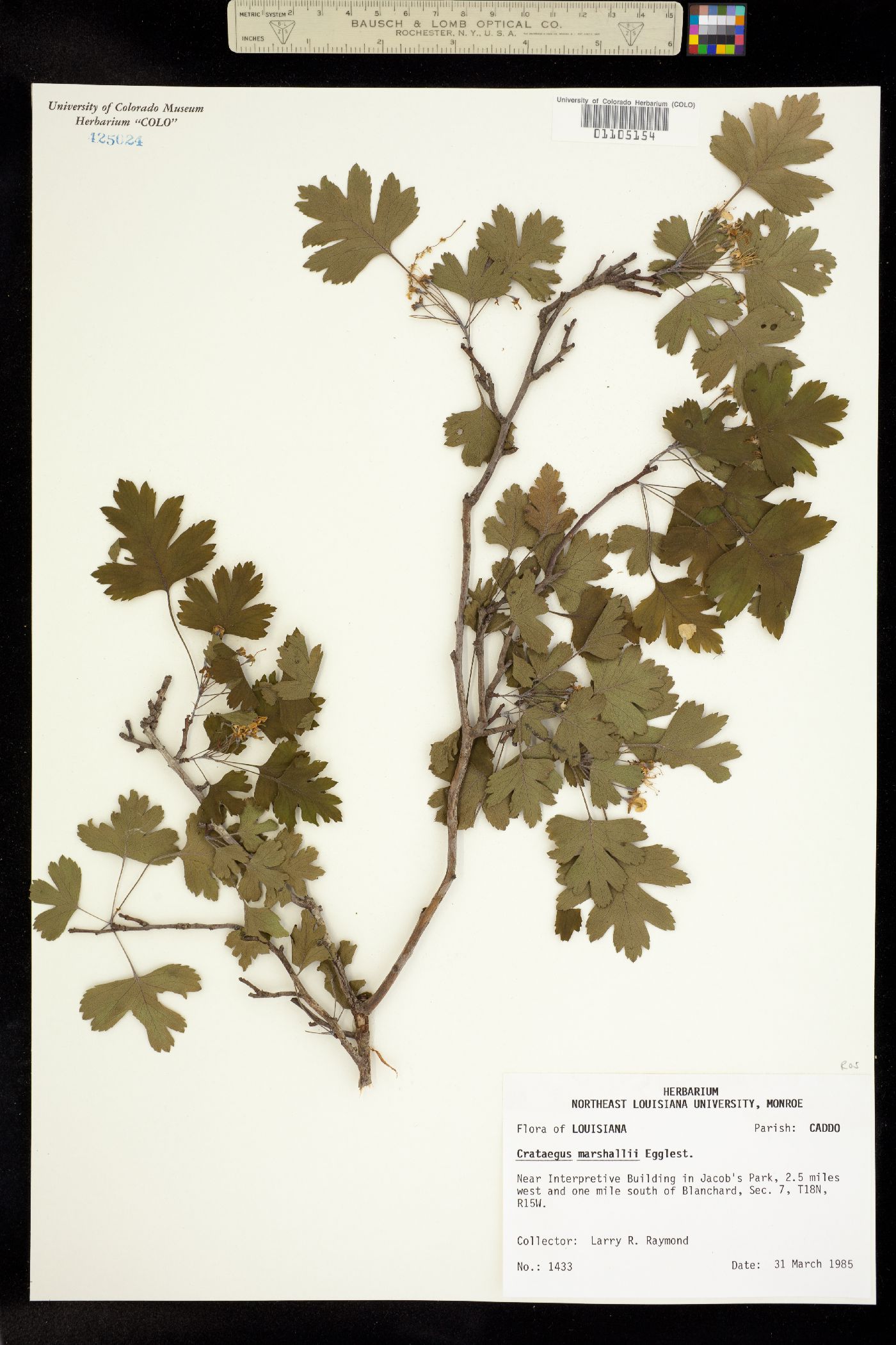 Crataegus marshallii image