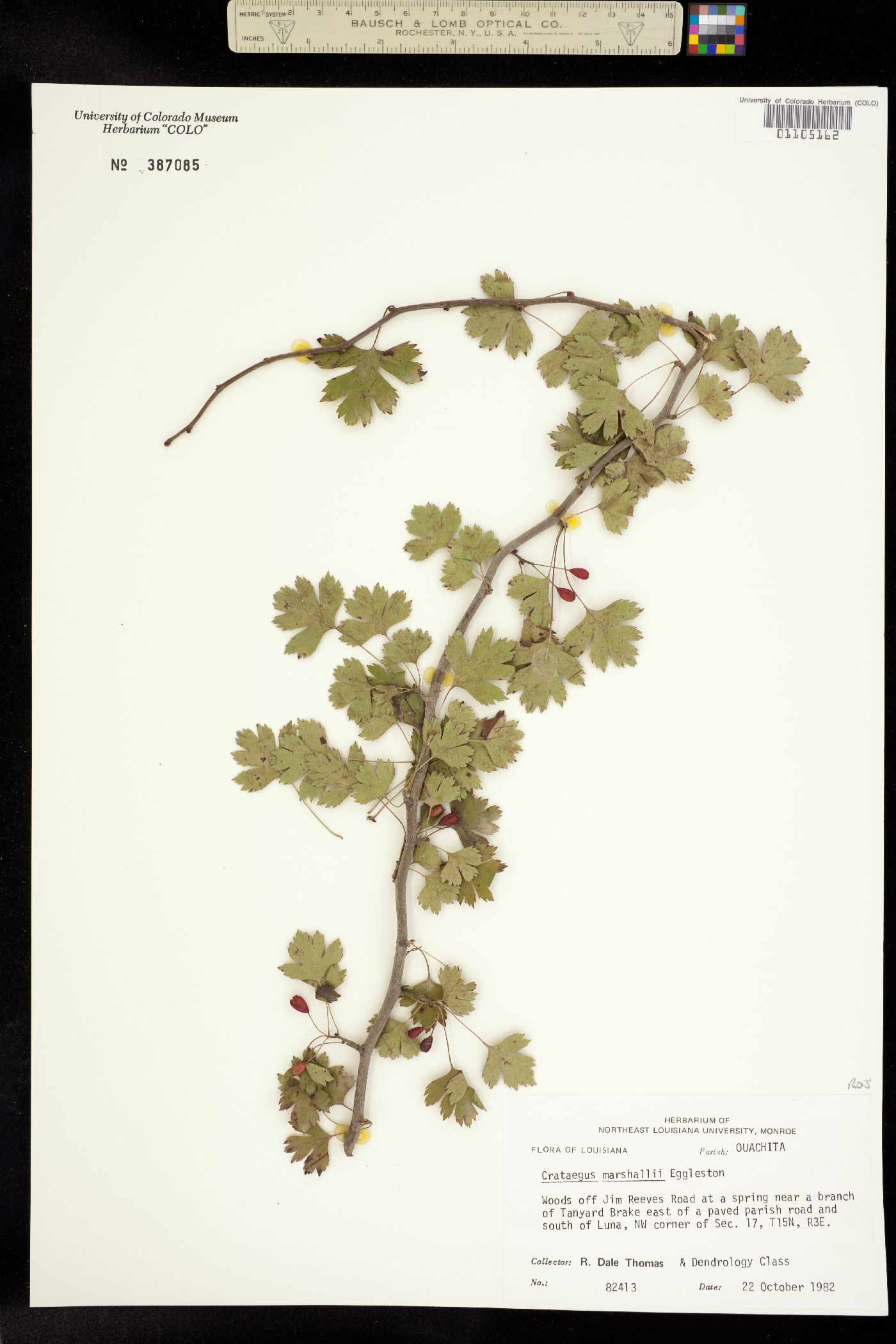 Crataegus marshallii image