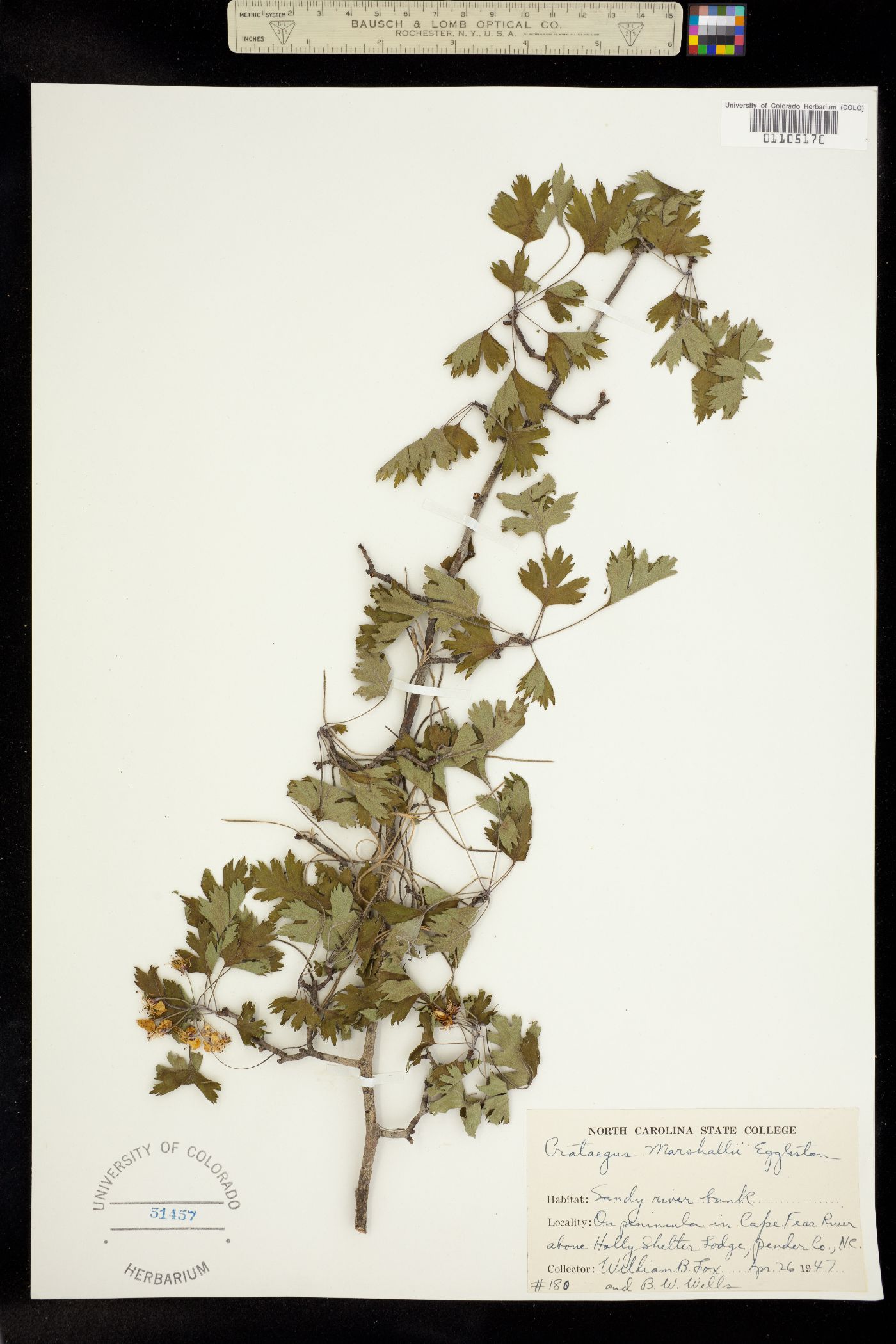 Crataegus marshallii image