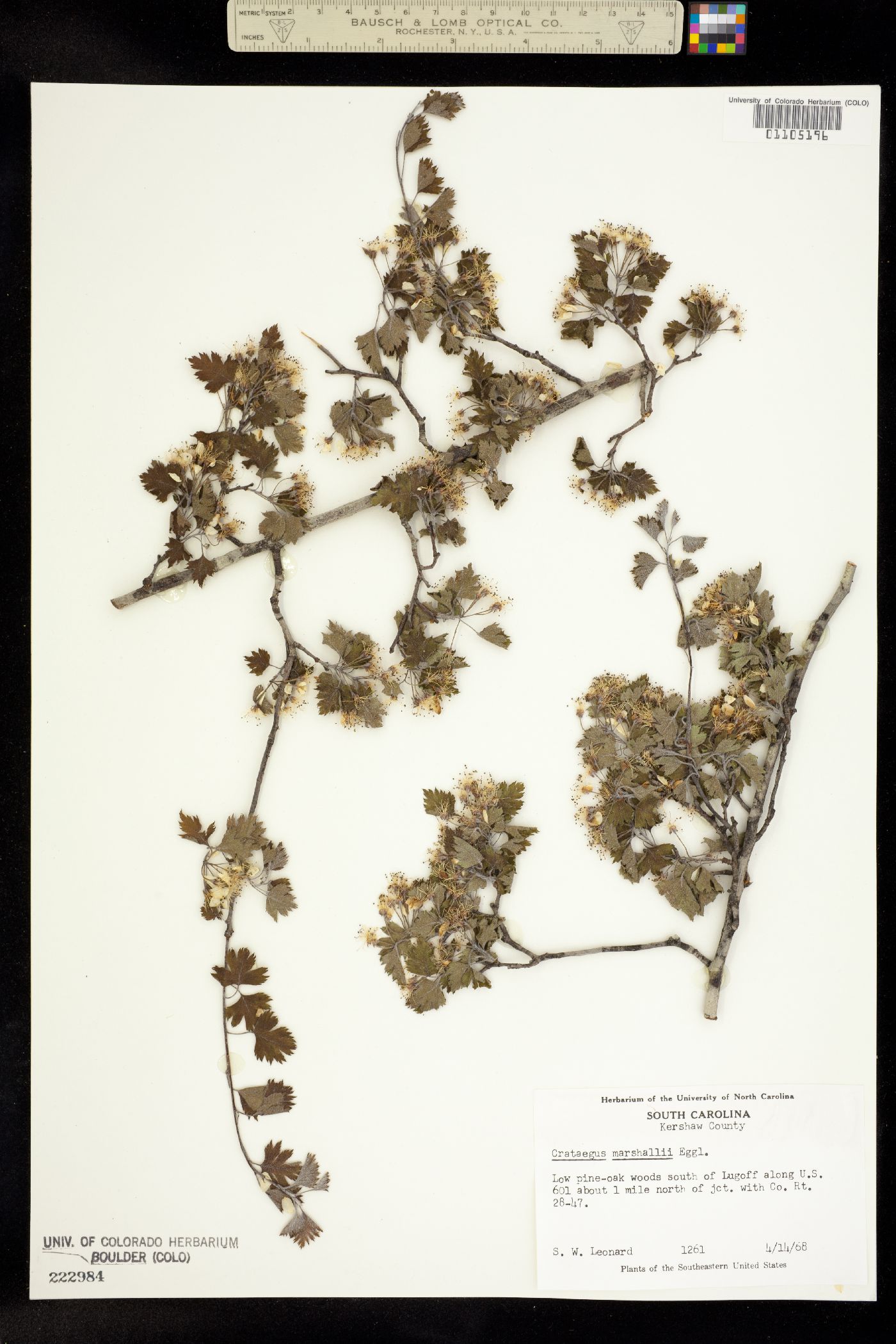 Crataegus marshallii image