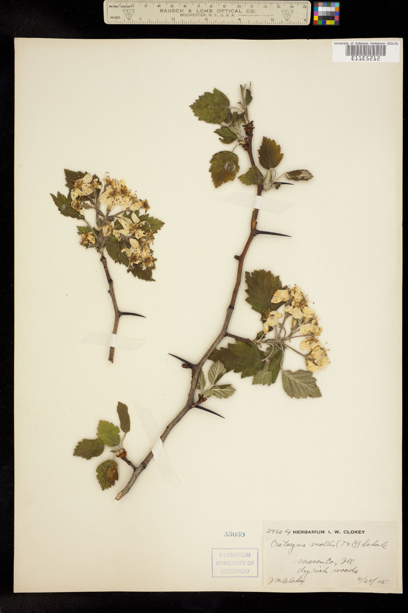 Crataegus mollis image