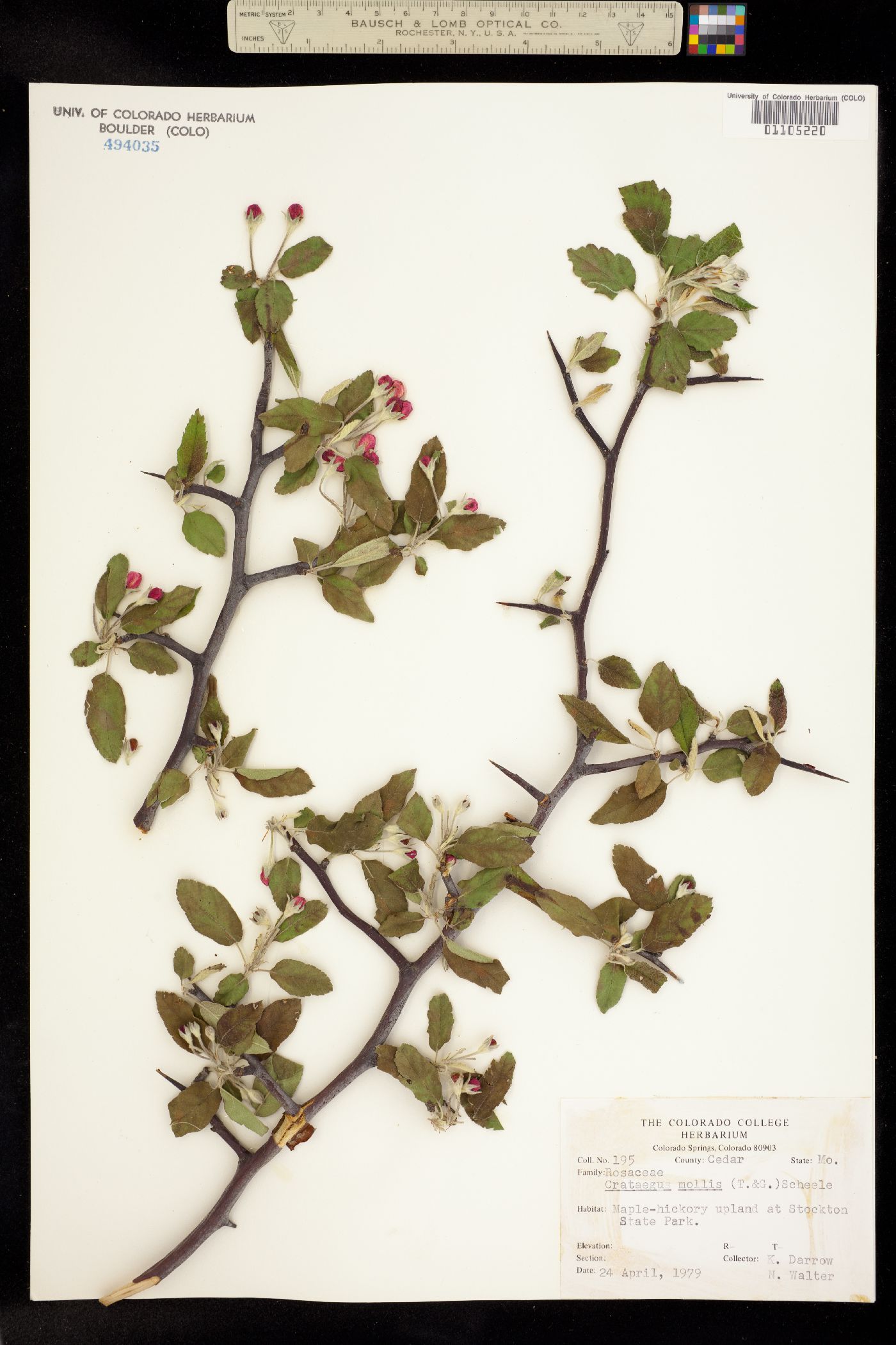 Crataegus mollis image