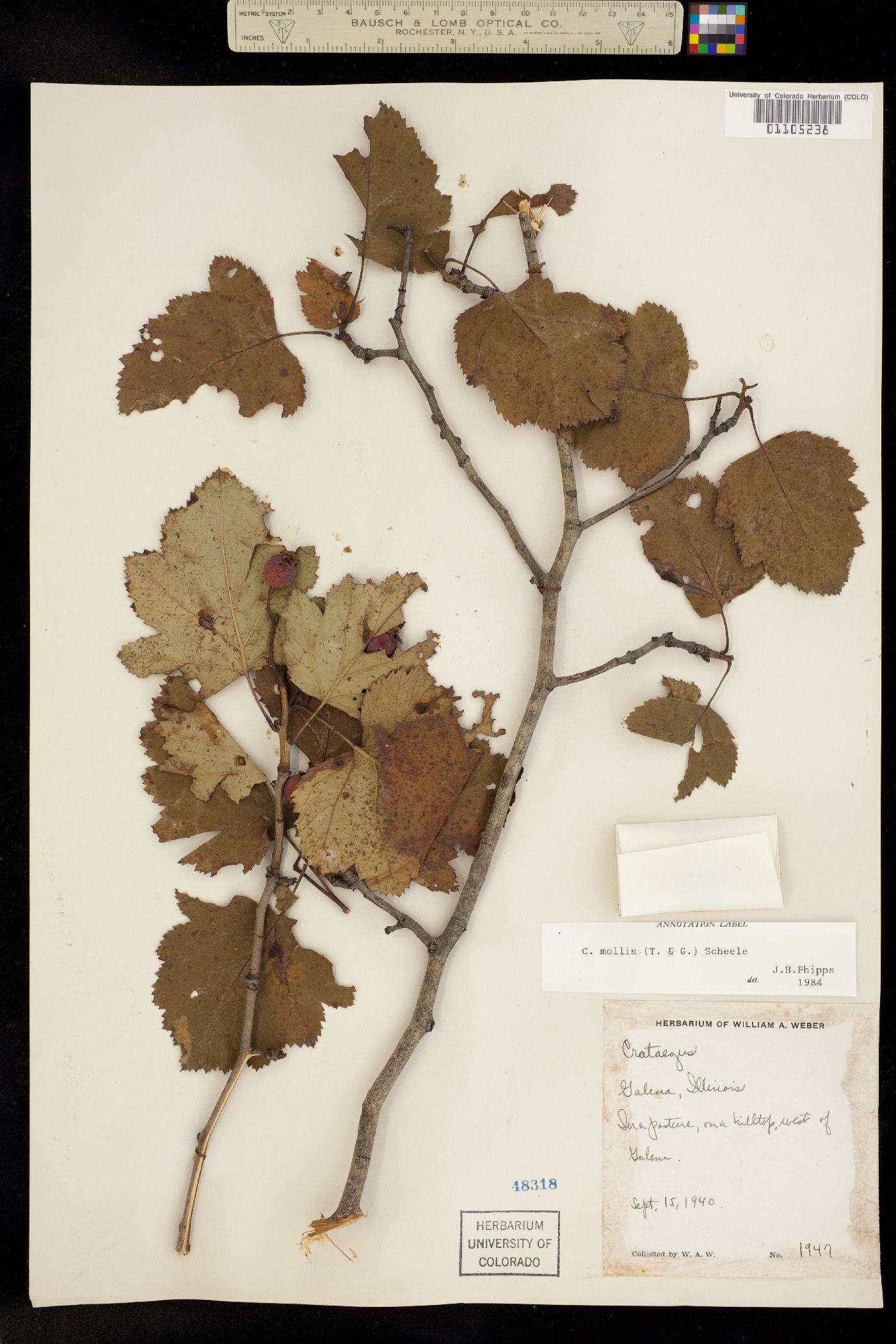 Crataegus mollis image