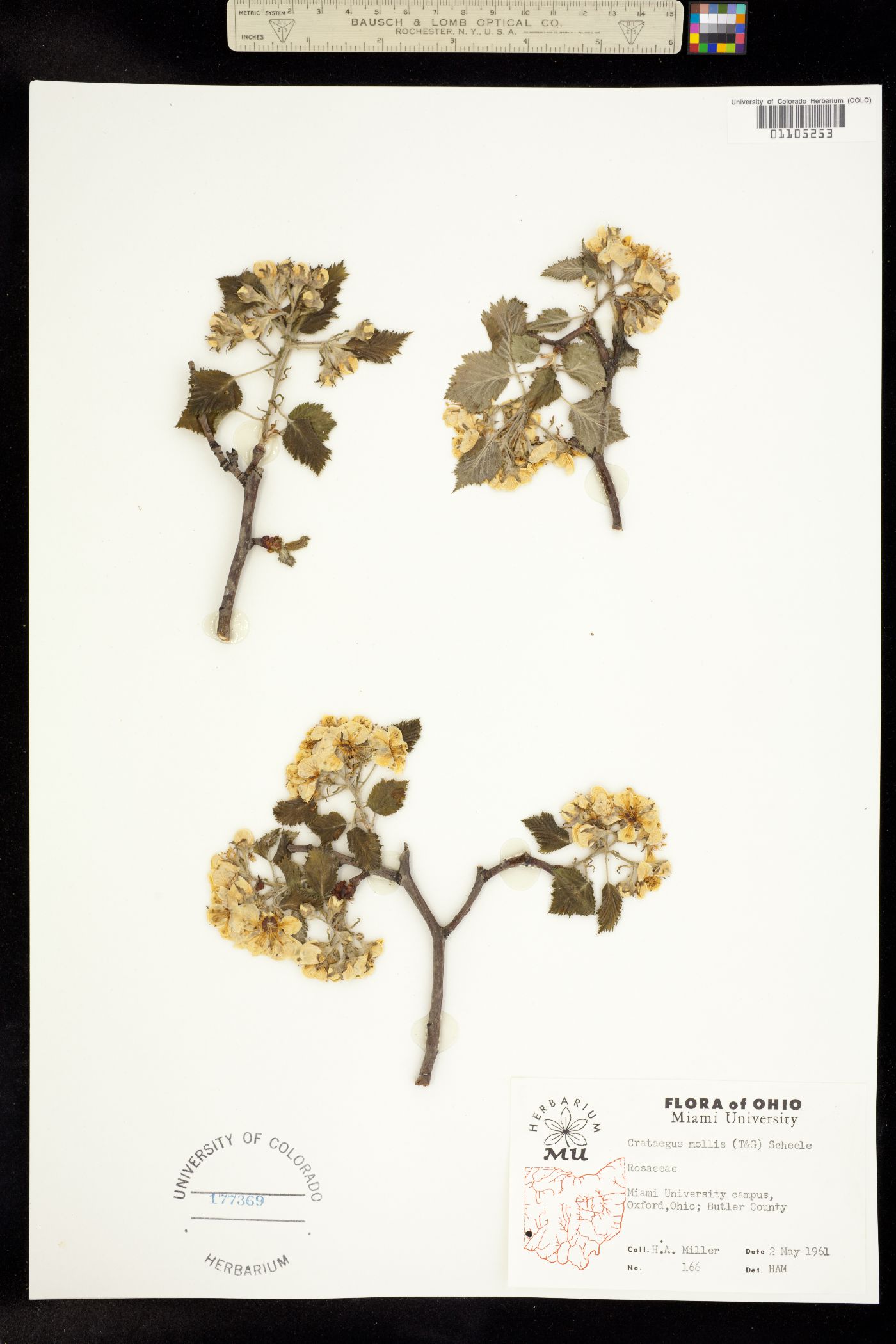 Crataegus mollis image