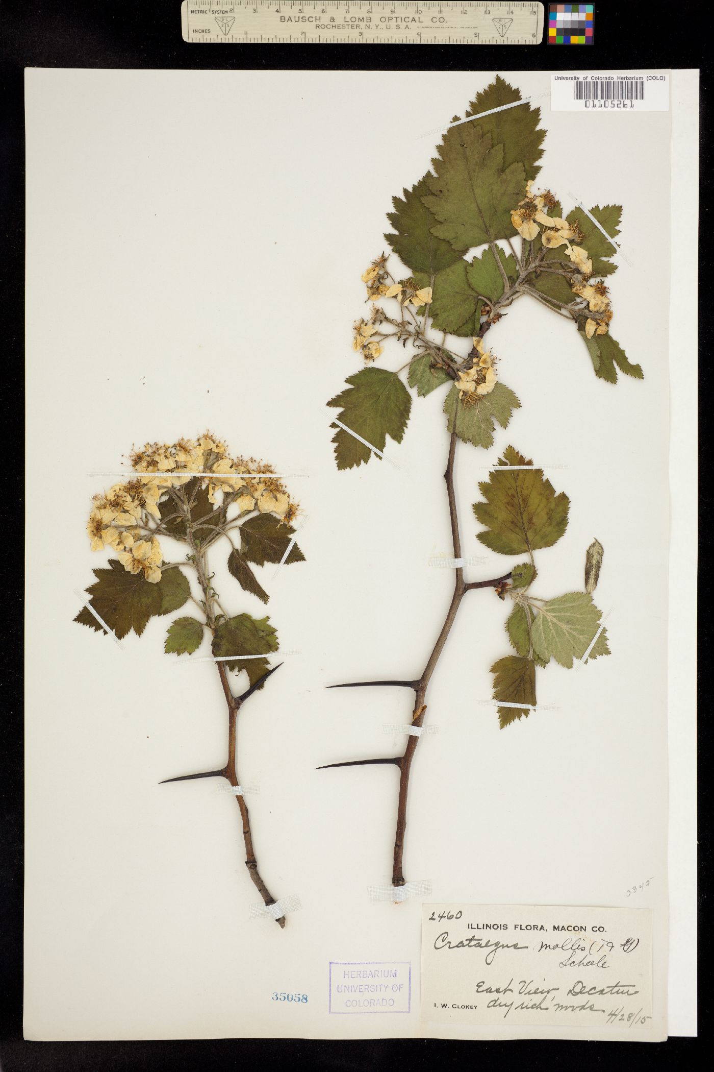 Crataegus mollis image