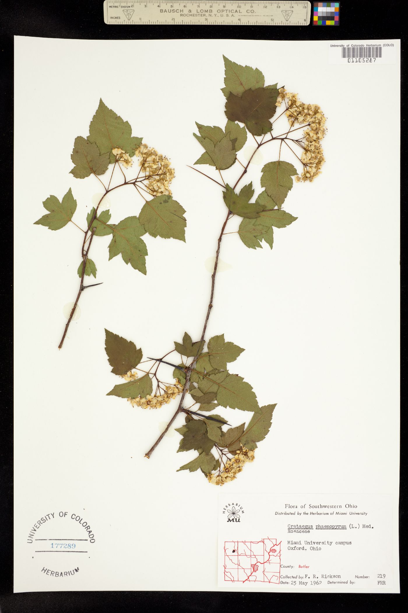 Crataegus phaenopyrum image