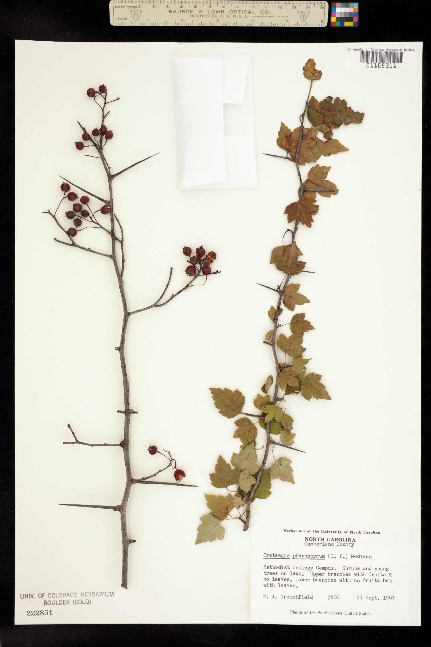 Crataegus phaenopyrum image