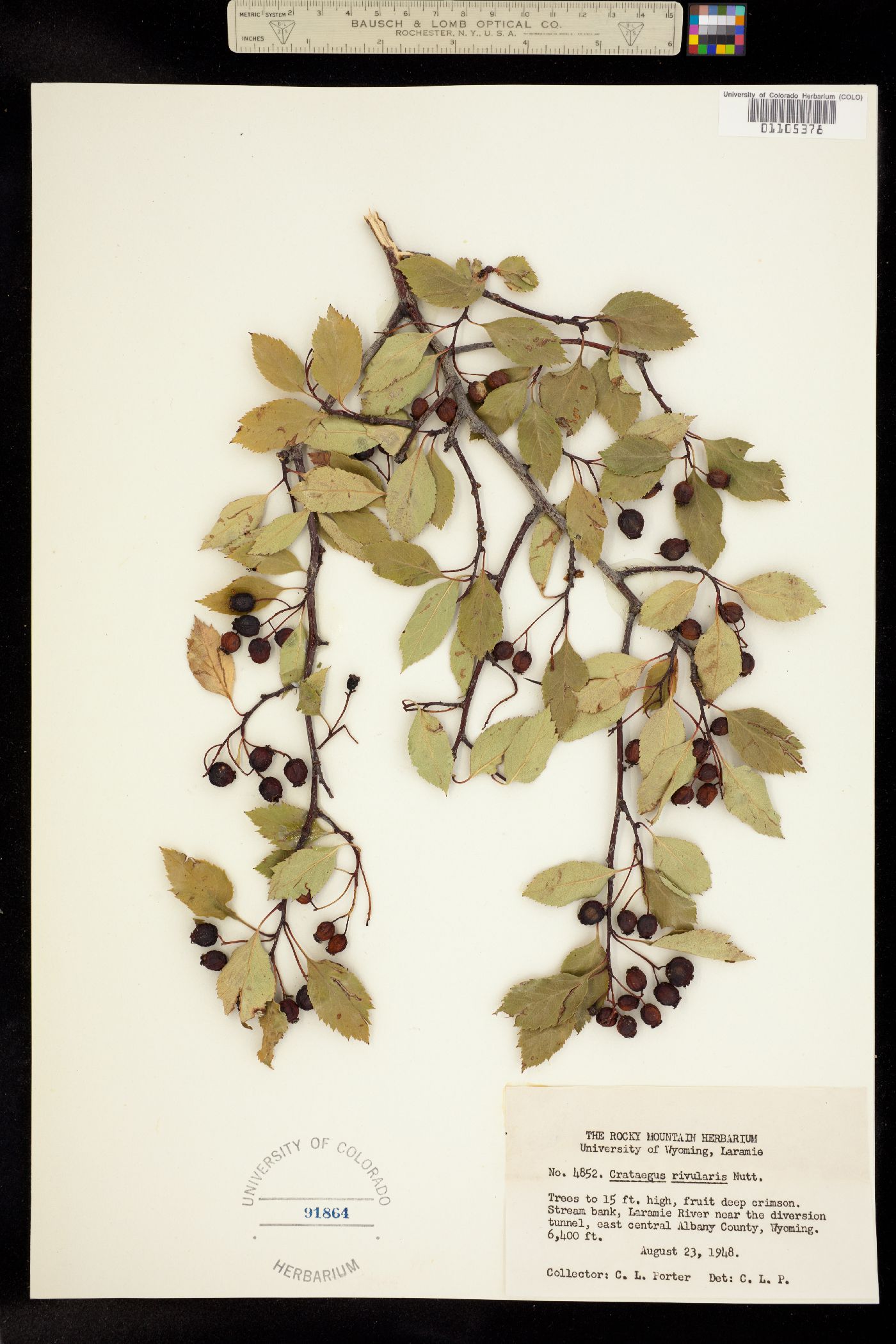 Crataegus rivularis image