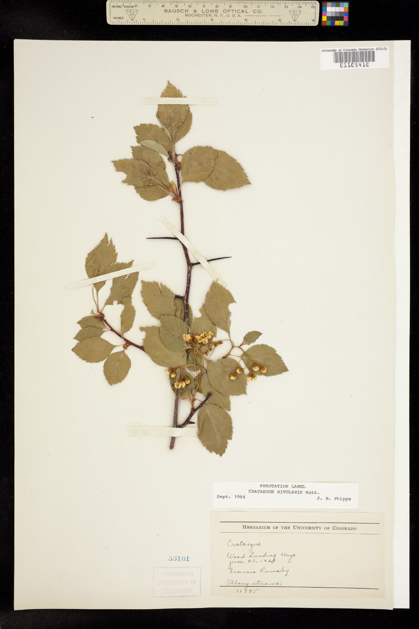 Crataegus rivularis image