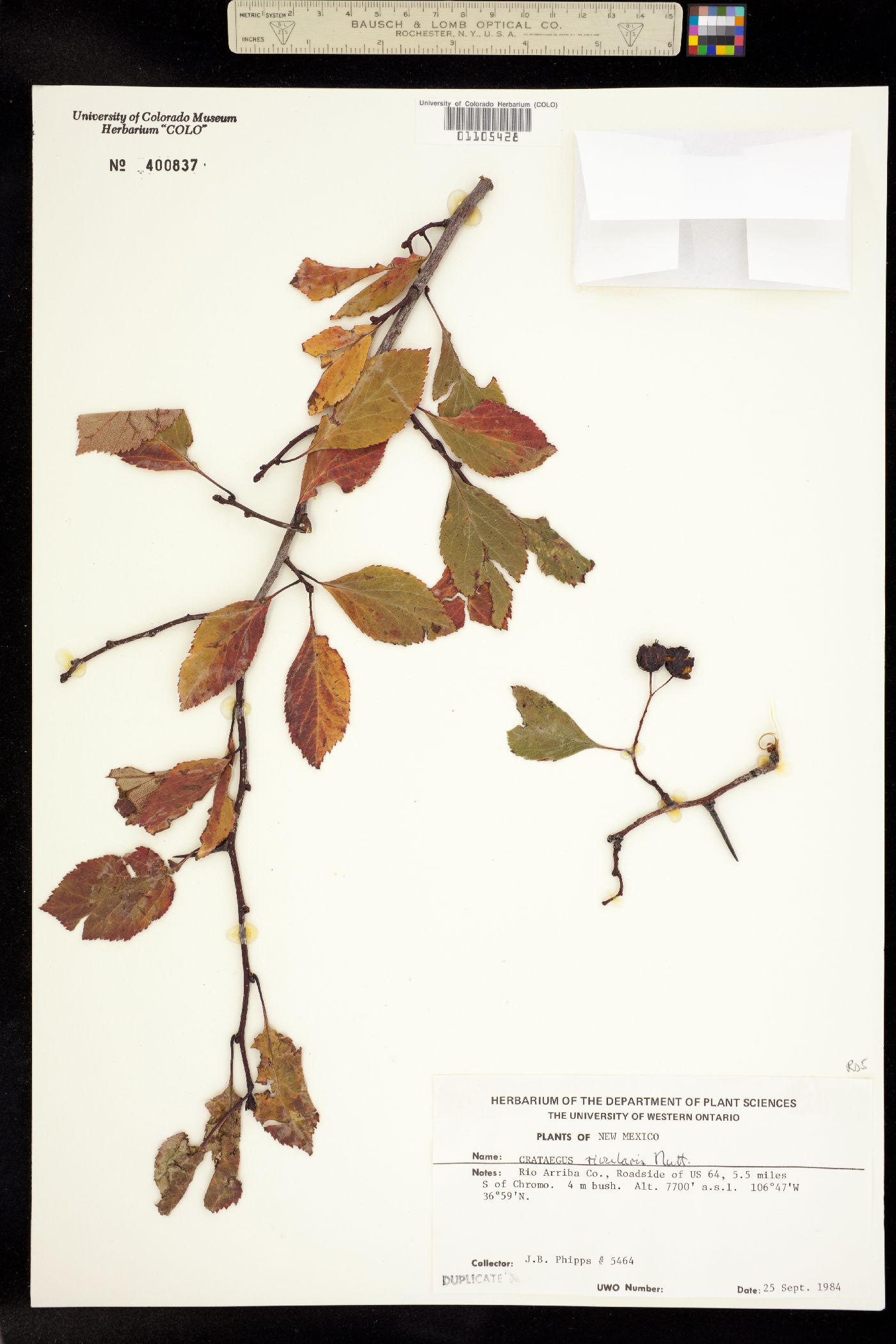 Crataegus image