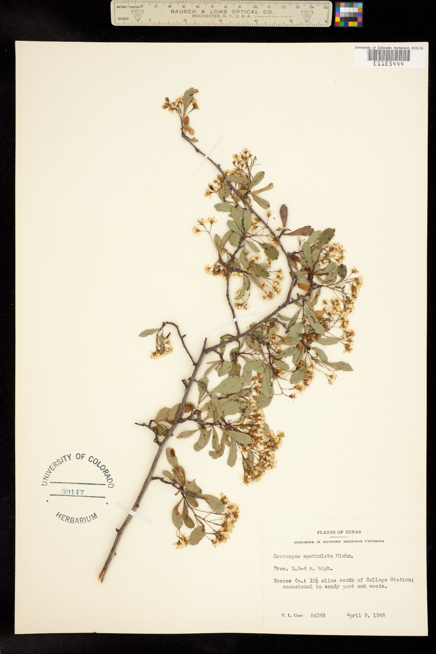 Crataegus spathulata image