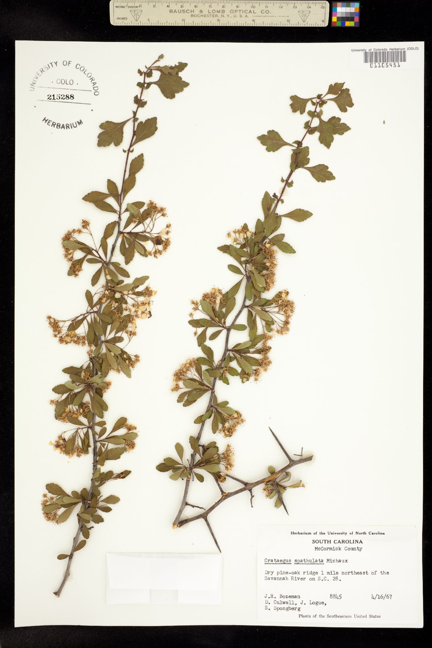 Crataegus spathulata image