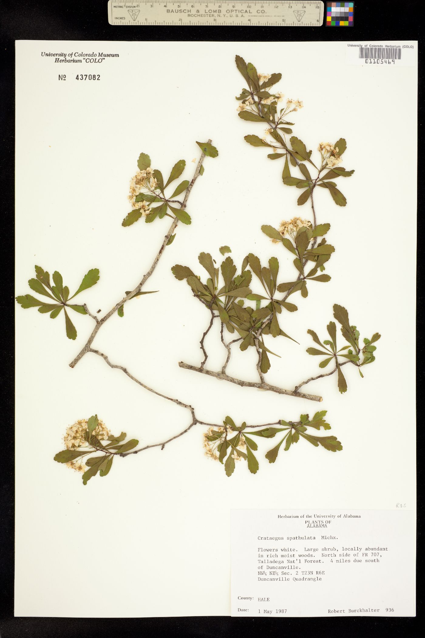 Crataegus spathulata image