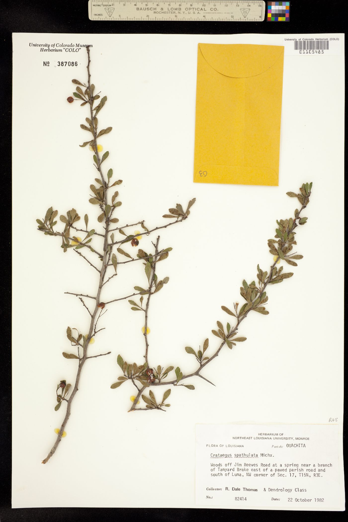 Crataegus spathulata image