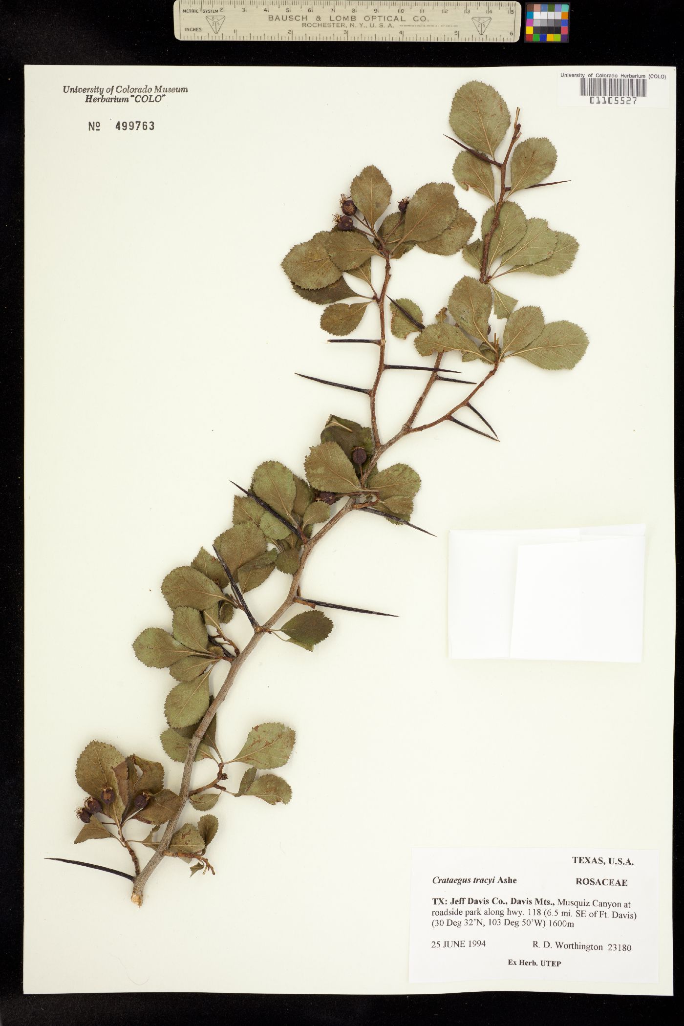 Crataegus tracyi image