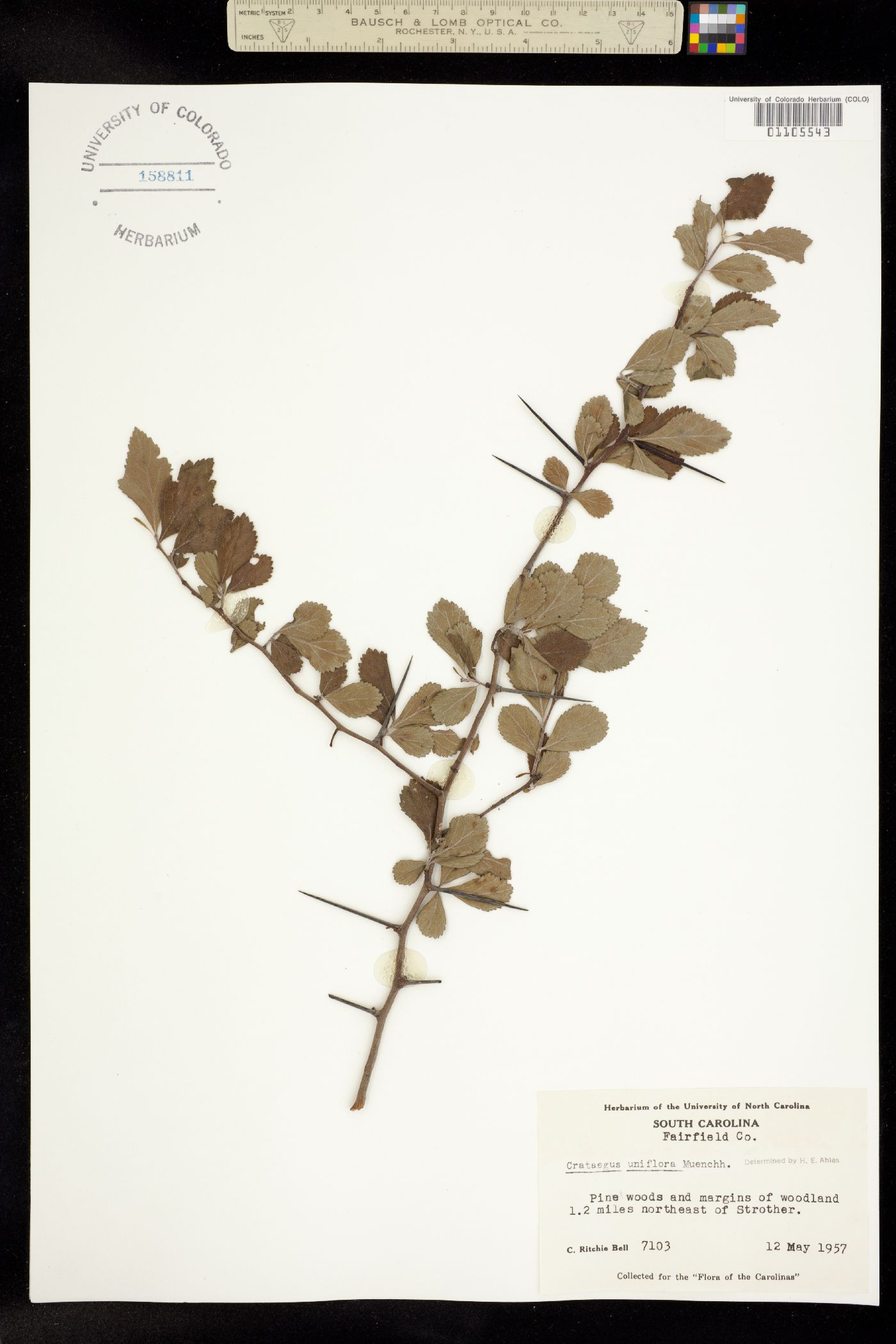 Crataegus uniflora image