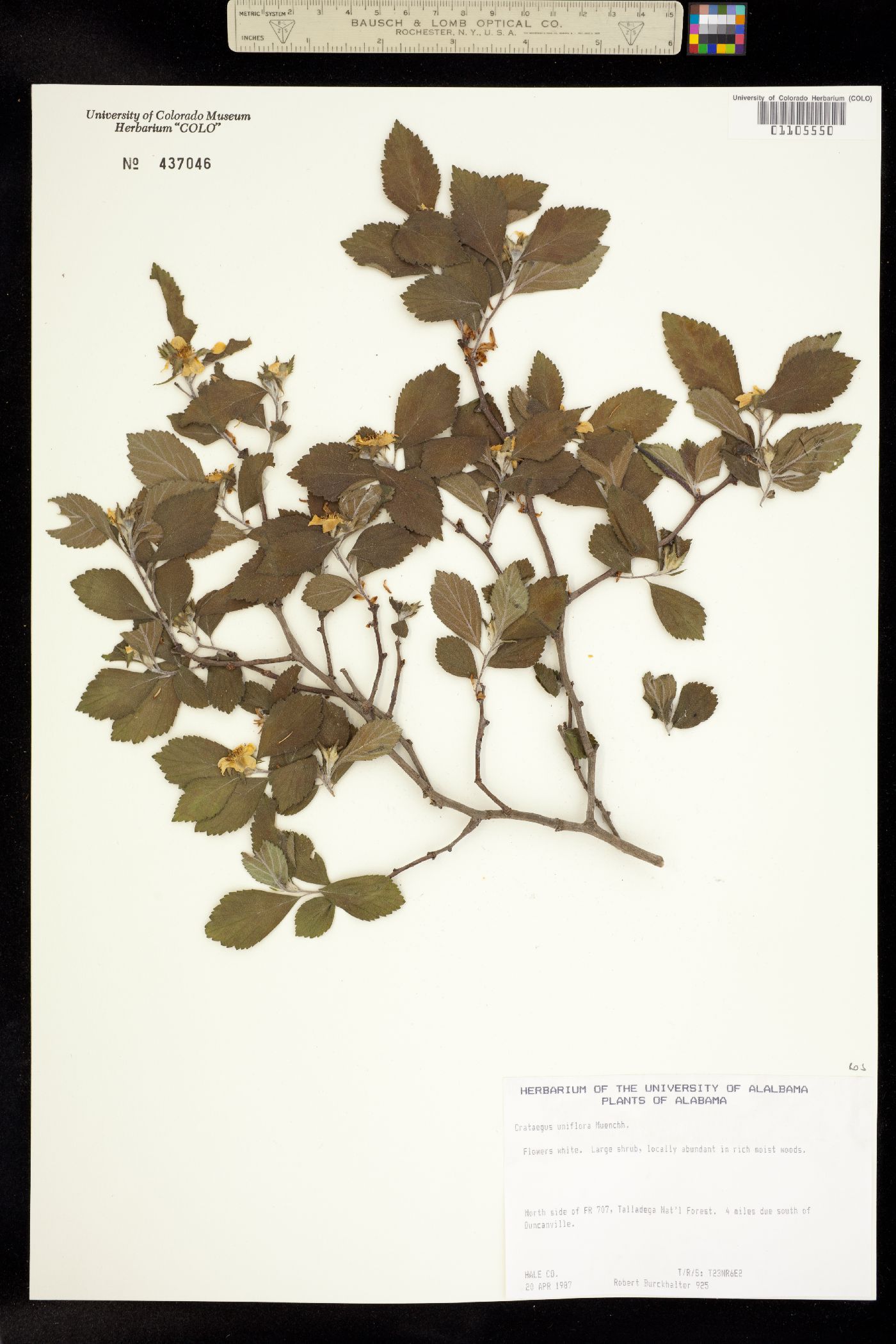 Crataegus uniflora image