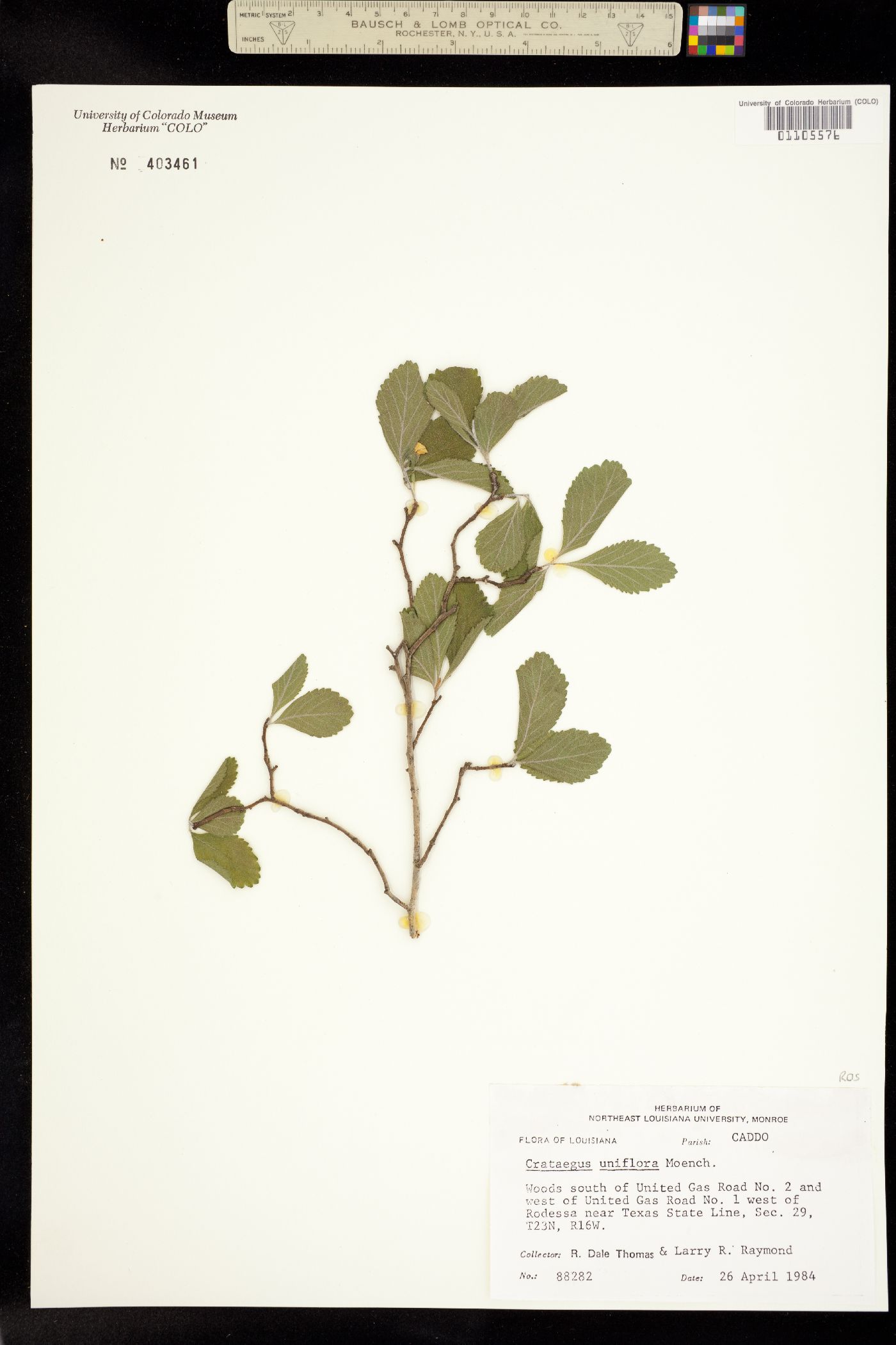 Crataegus uniflora image