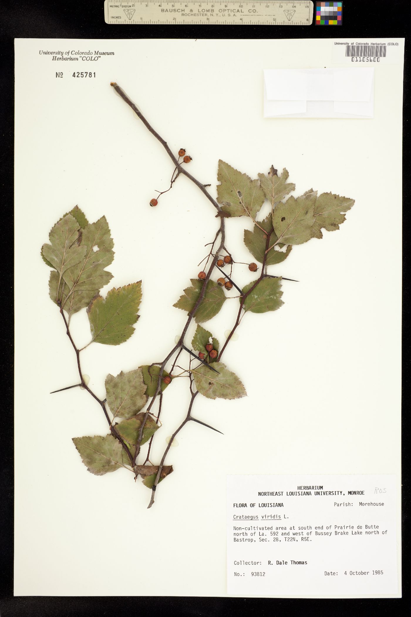 Crataegus viridis image