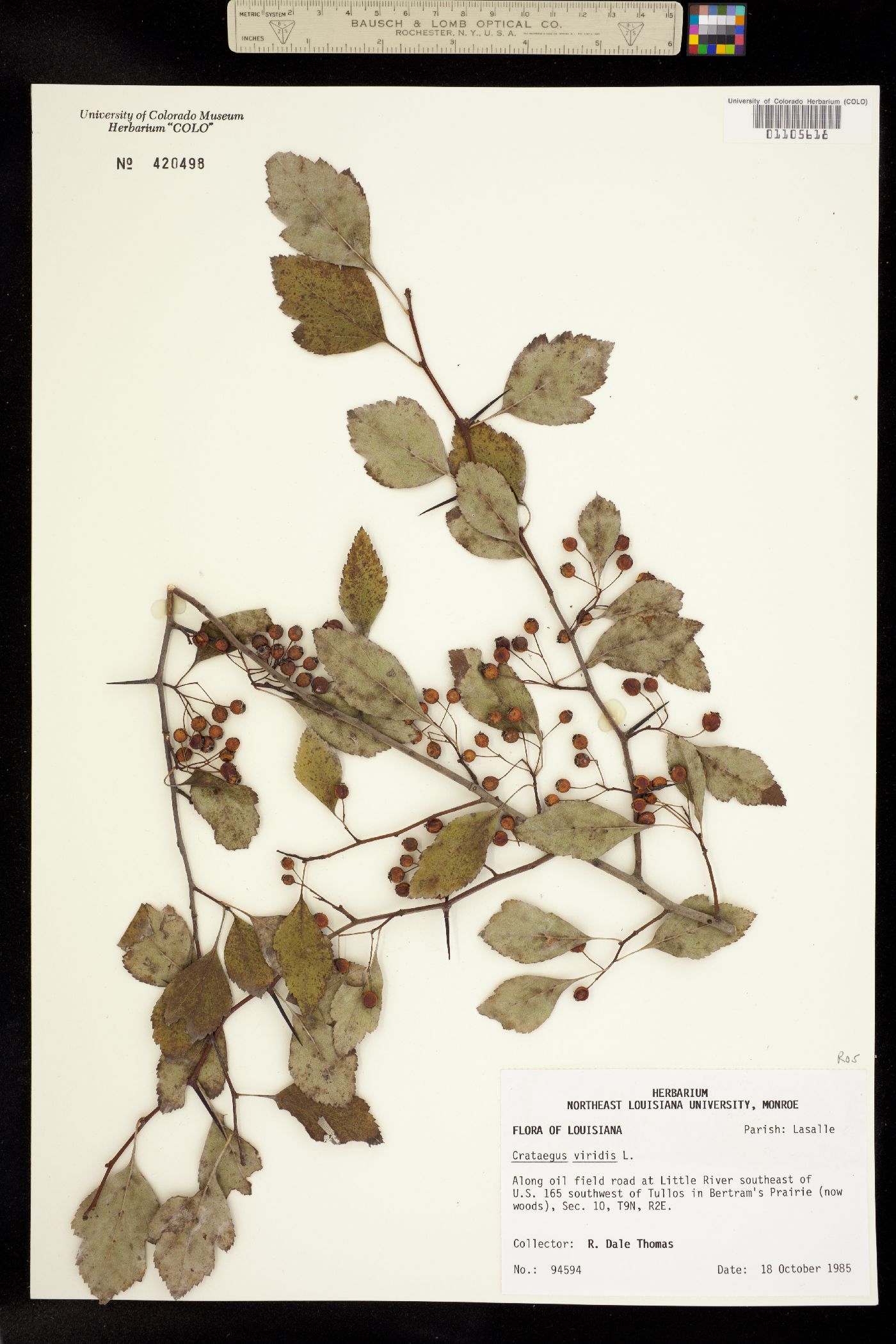 Crataegus viridis image