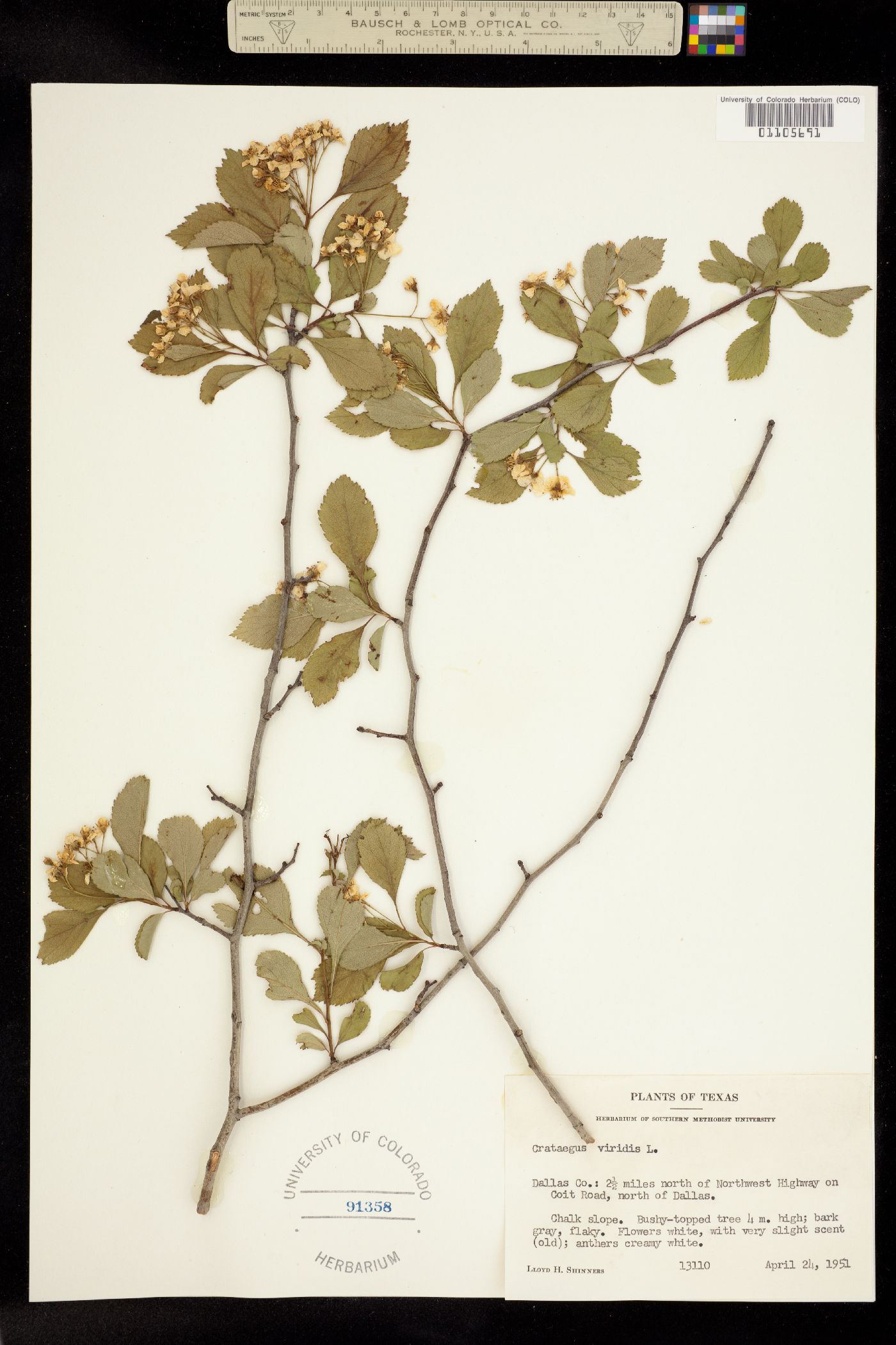 Crataegus viridis image