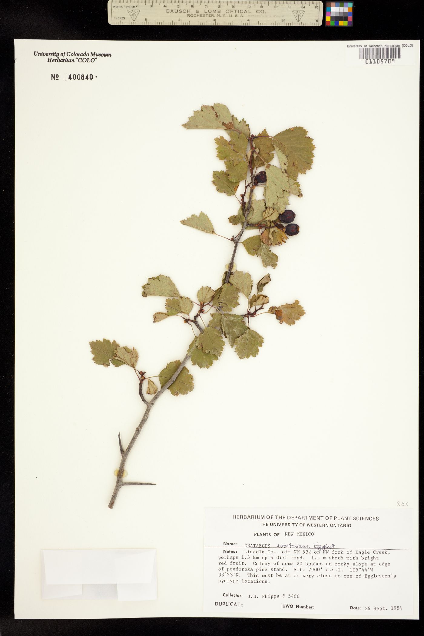 Crataegus wootoniana image