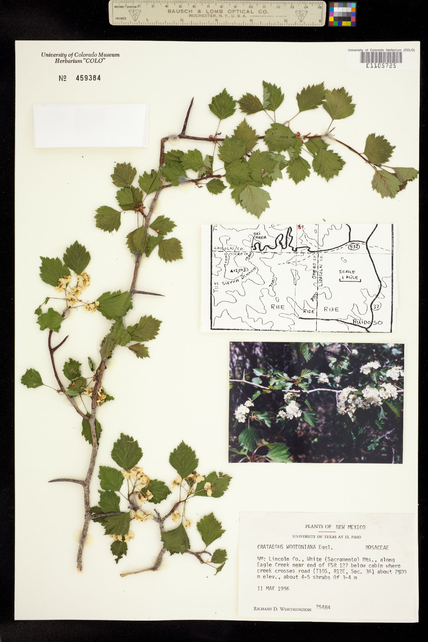 Crataegus wootoniana image