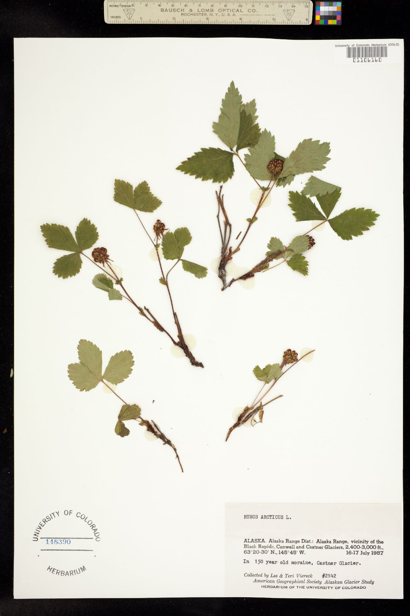 Cylactis arctica image
