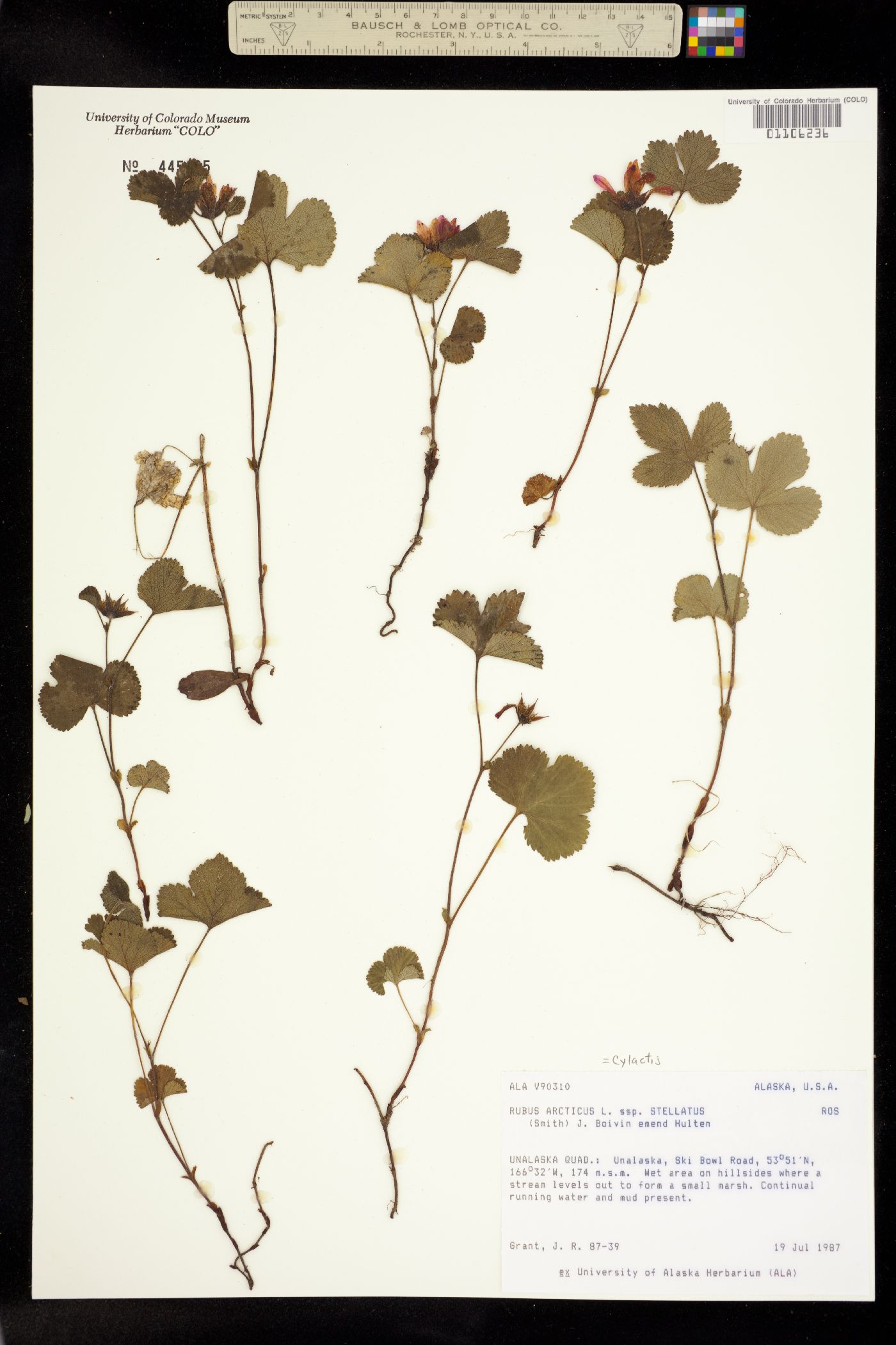 Cylactis arctica image