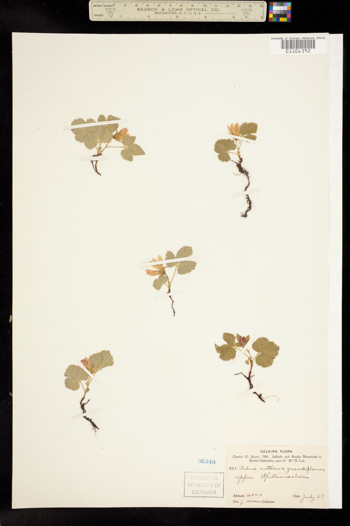 Cylactis arctica image