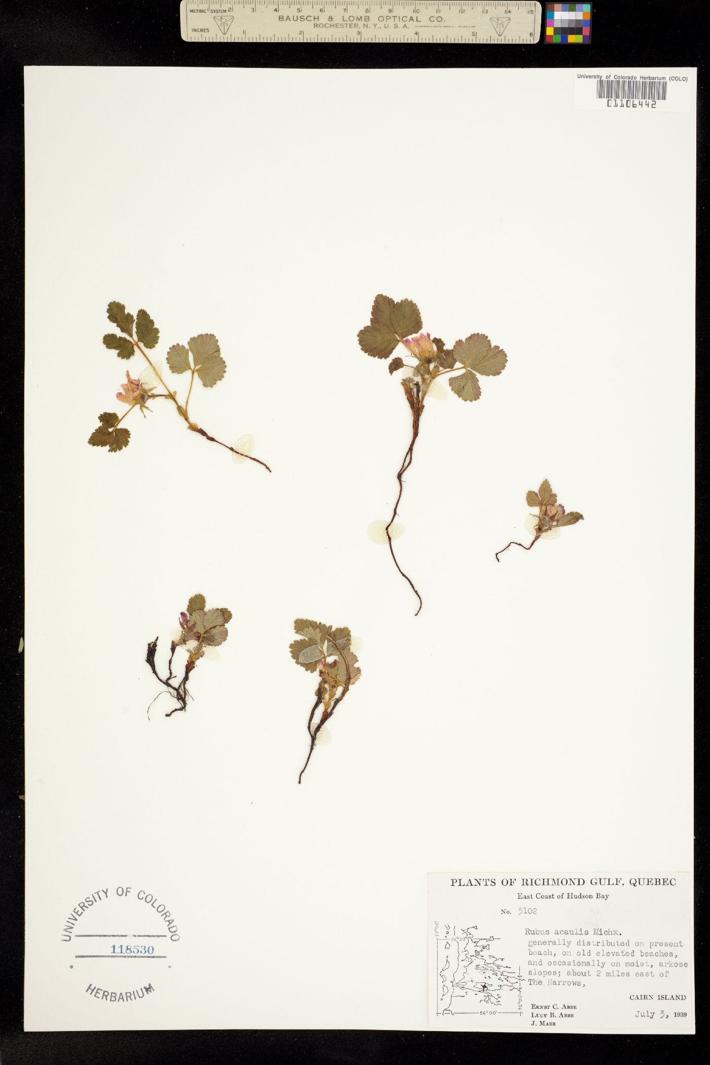 Cylactis arctica image