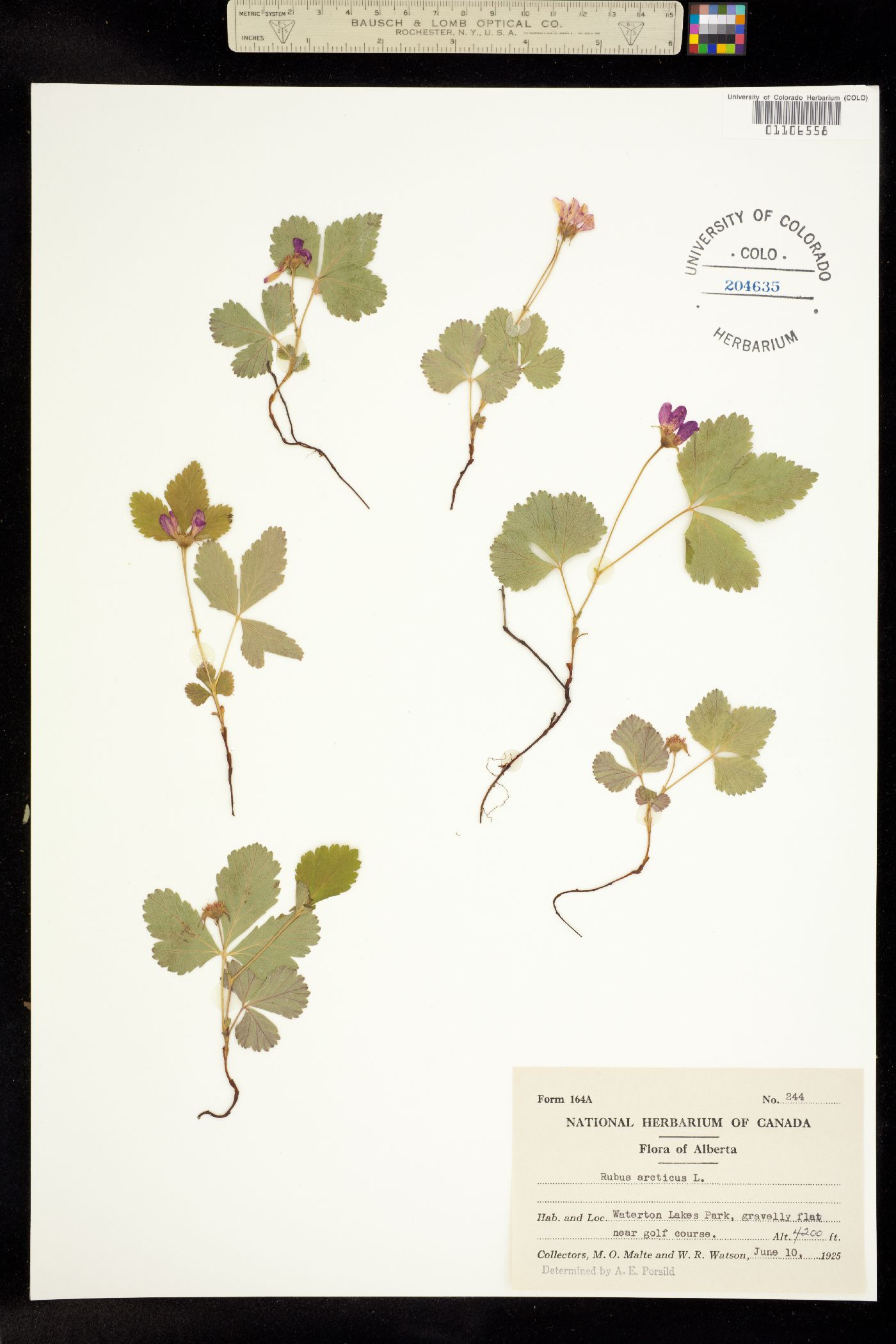 Cylactis arctica image