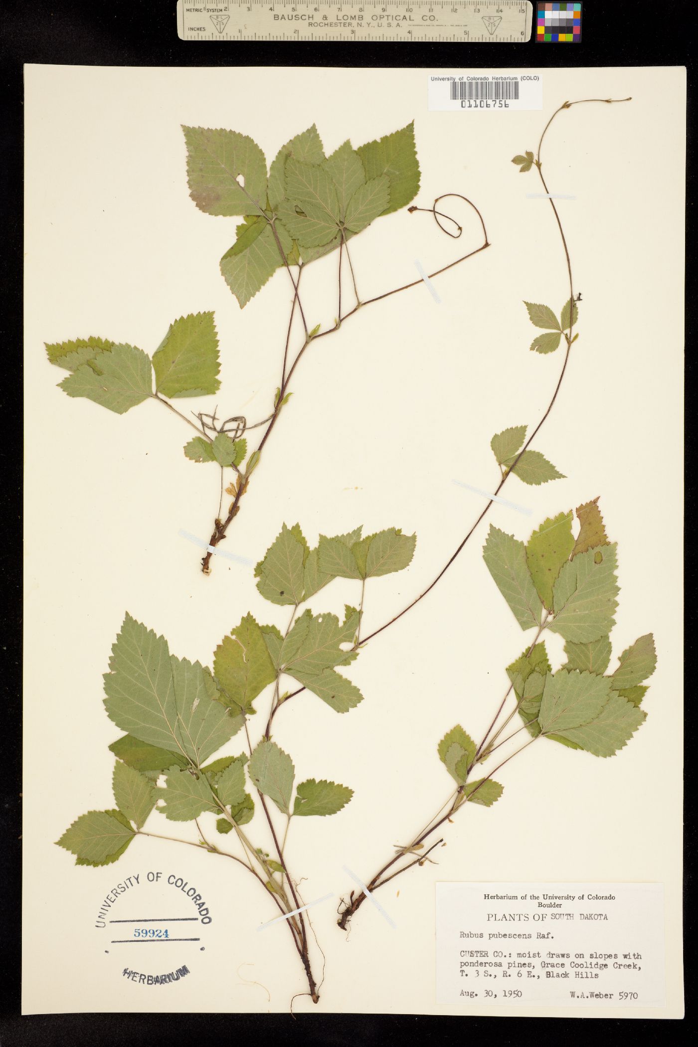 Rubus pubescens image