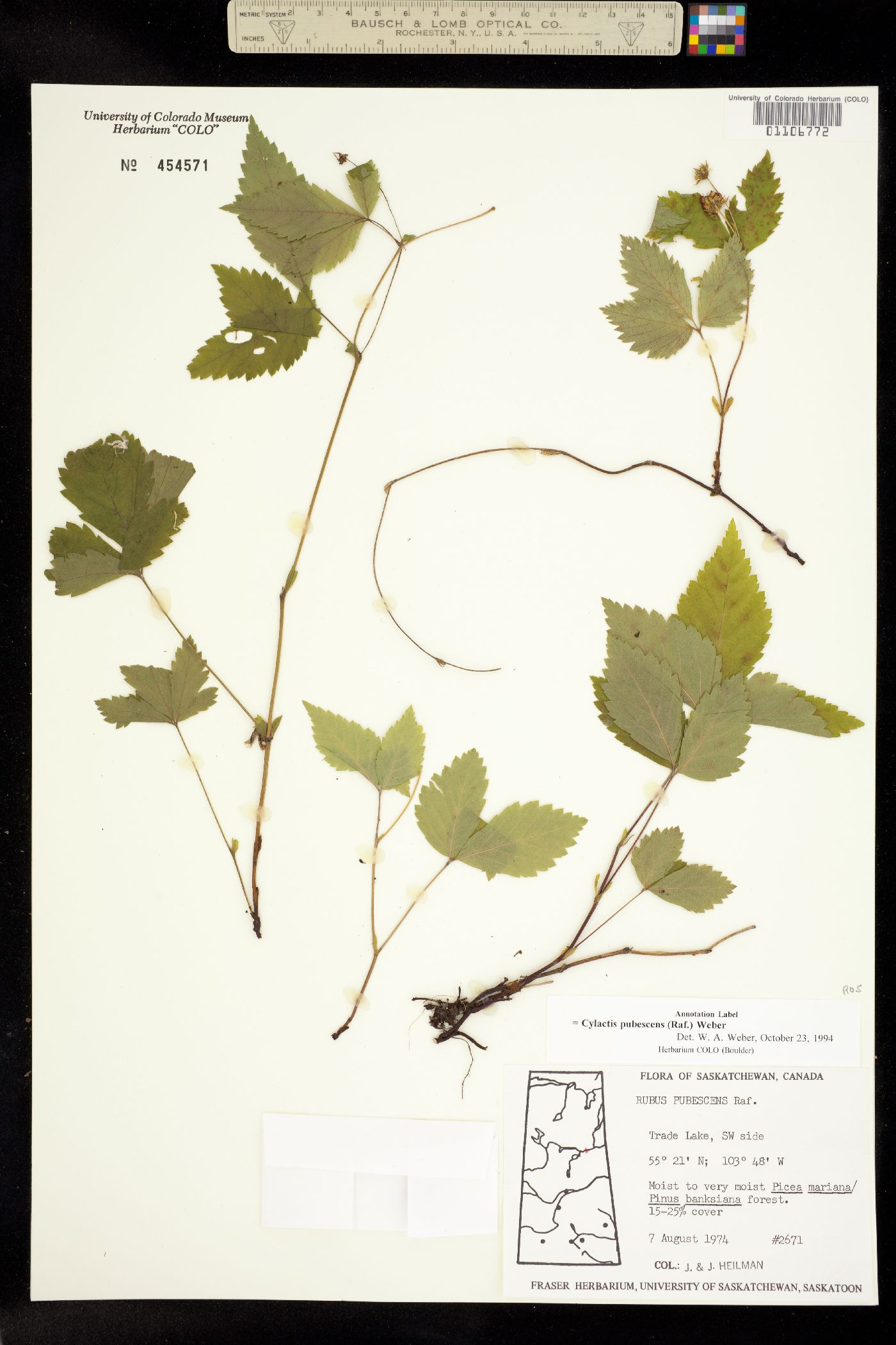 Rubus pubescens image