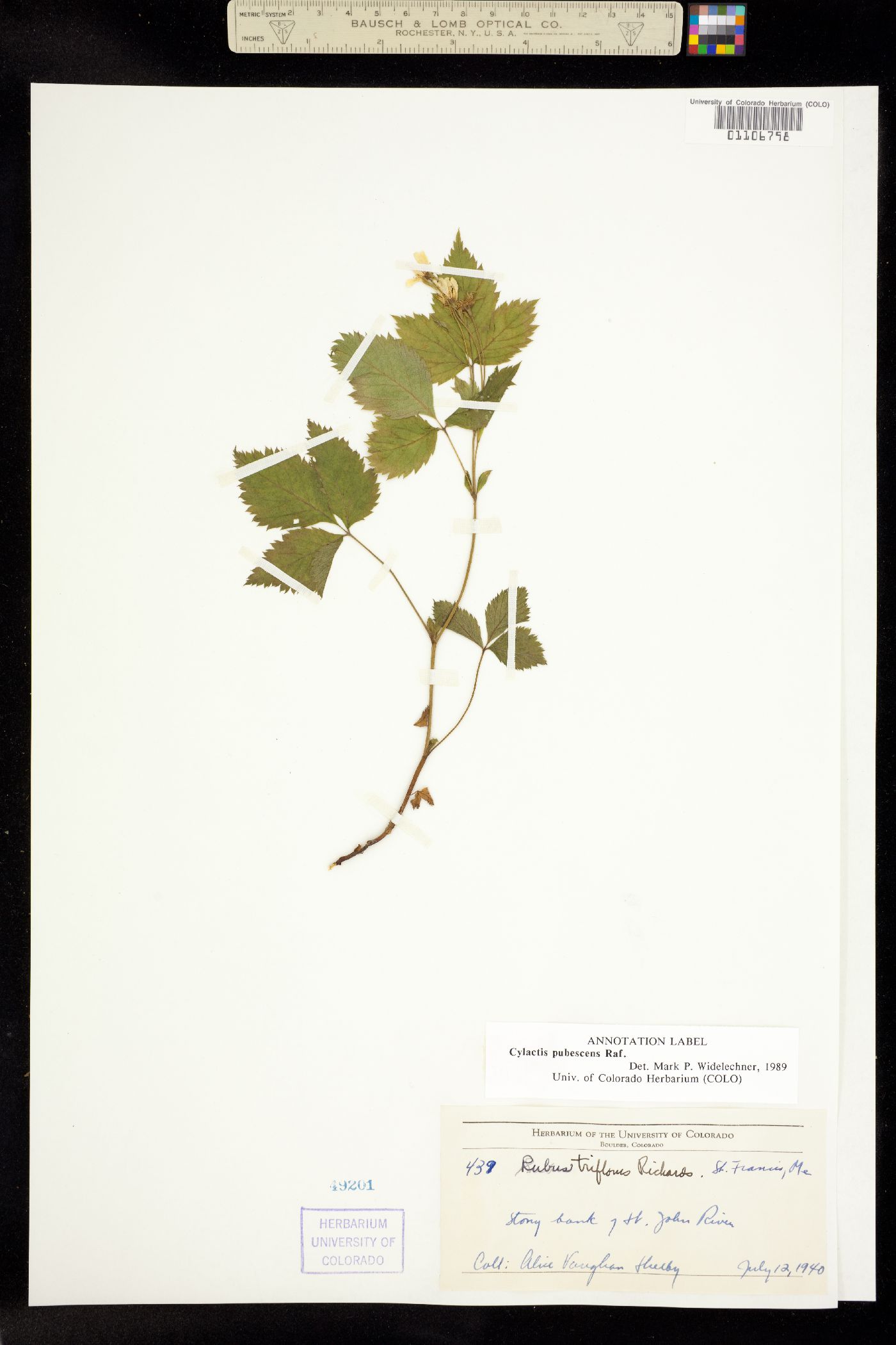 Rubus pubescens var. pubescens image