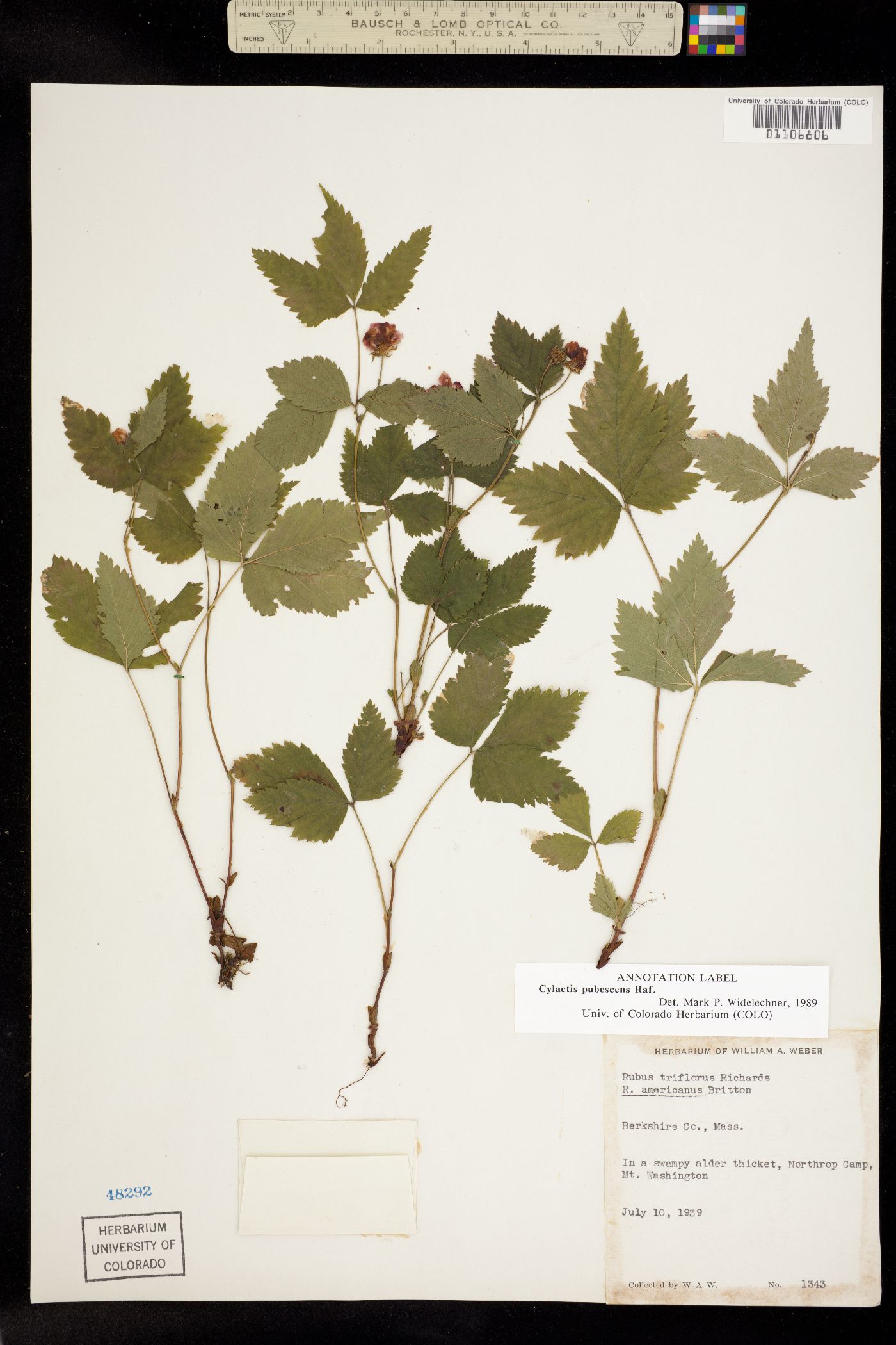 Rubus pubescens image