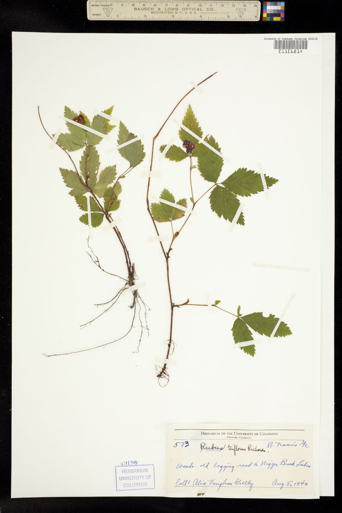 Rubus pubescens image