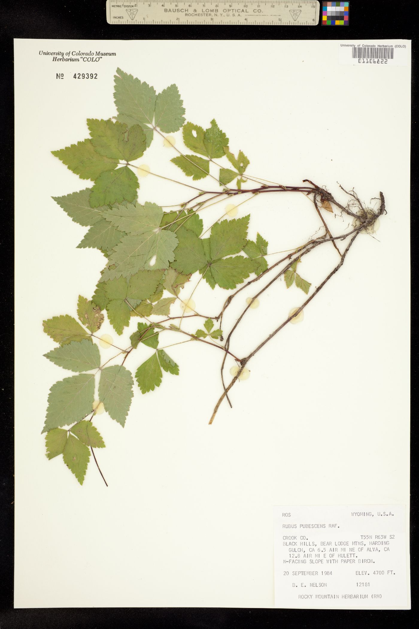 Rubus pubescens image