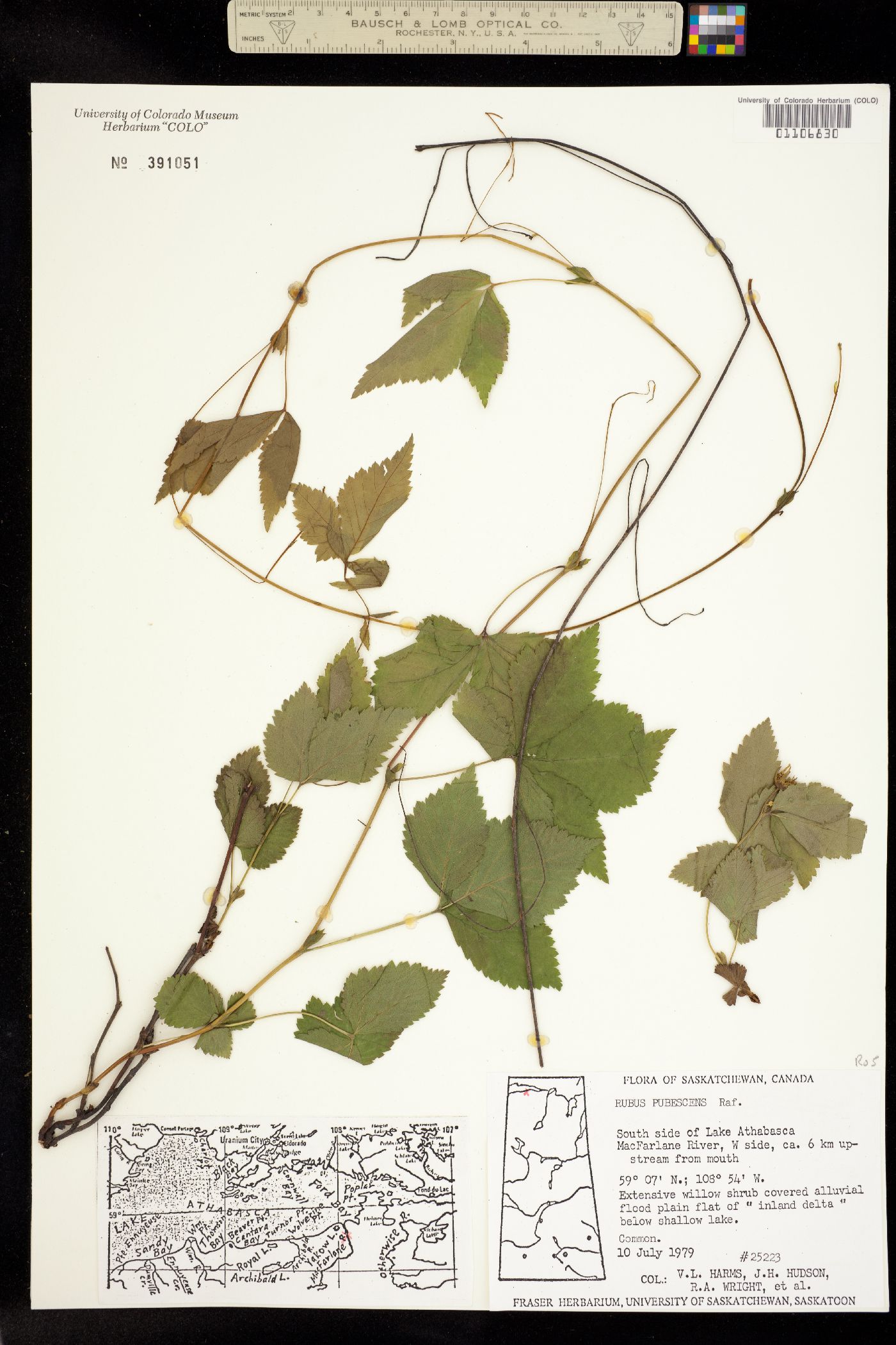 Rubus pubescens image