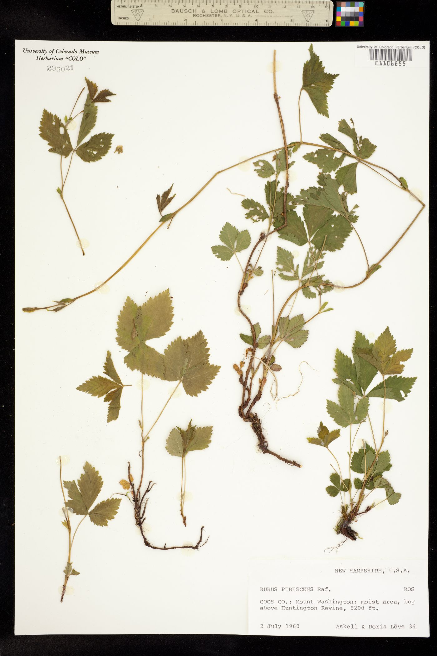 Rubus pubescens var. pubescens image