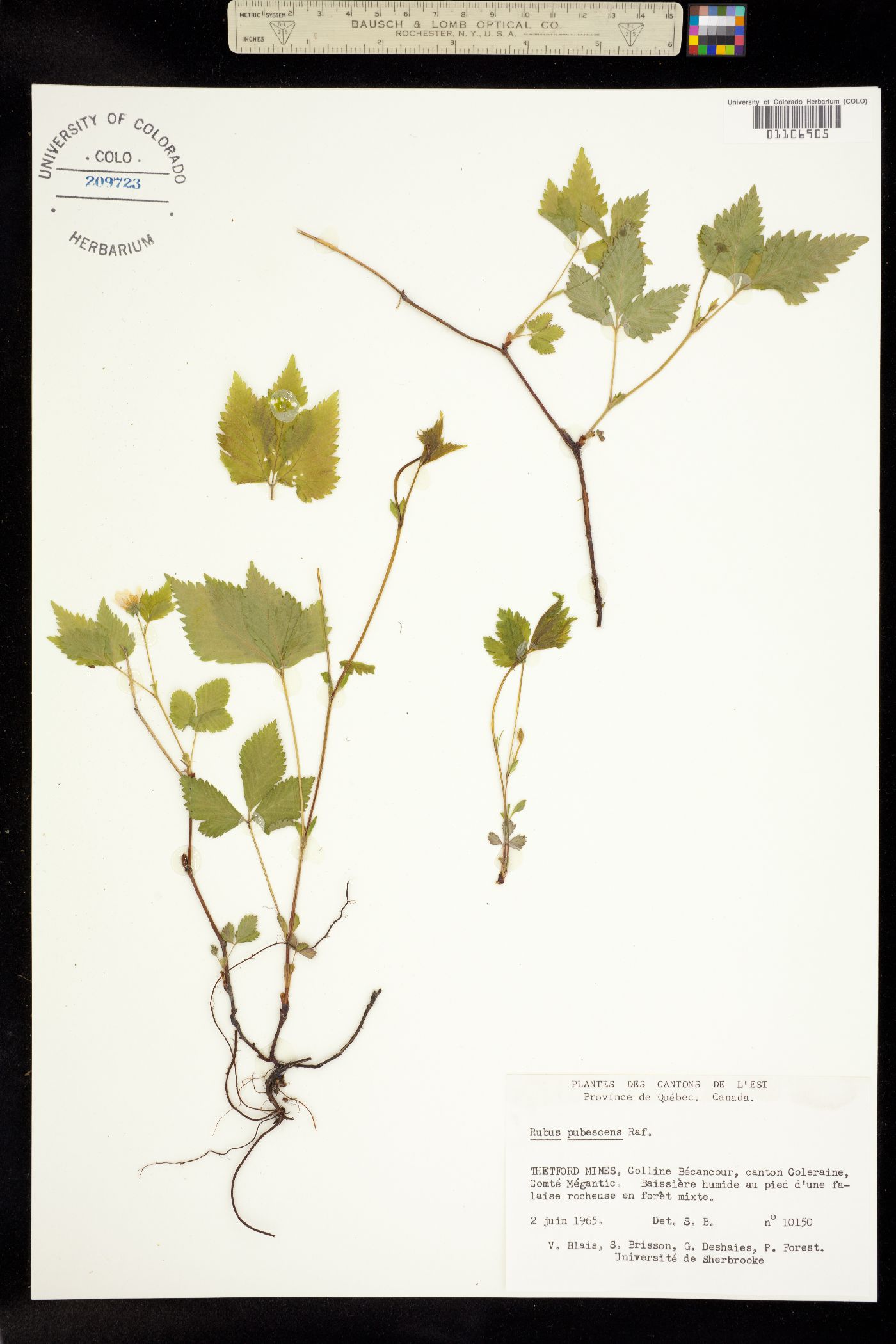 Rubus pubescens image