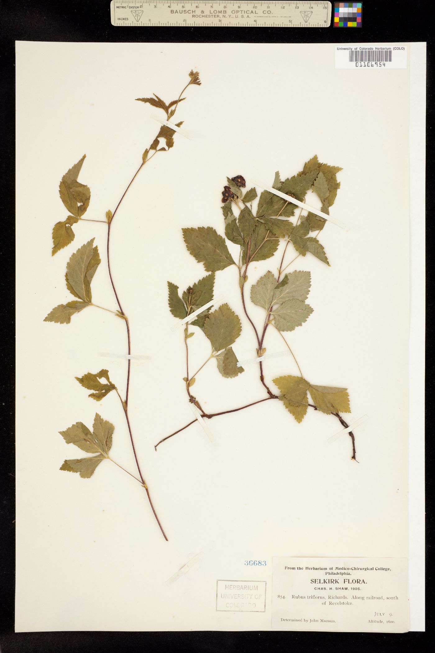 Rubus pubescens var. pubescens image