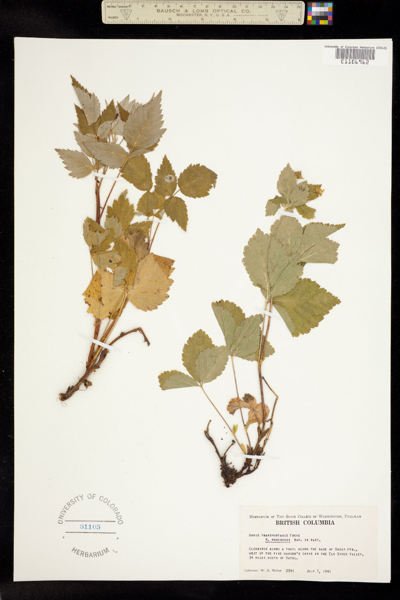 Rubus pubescens image